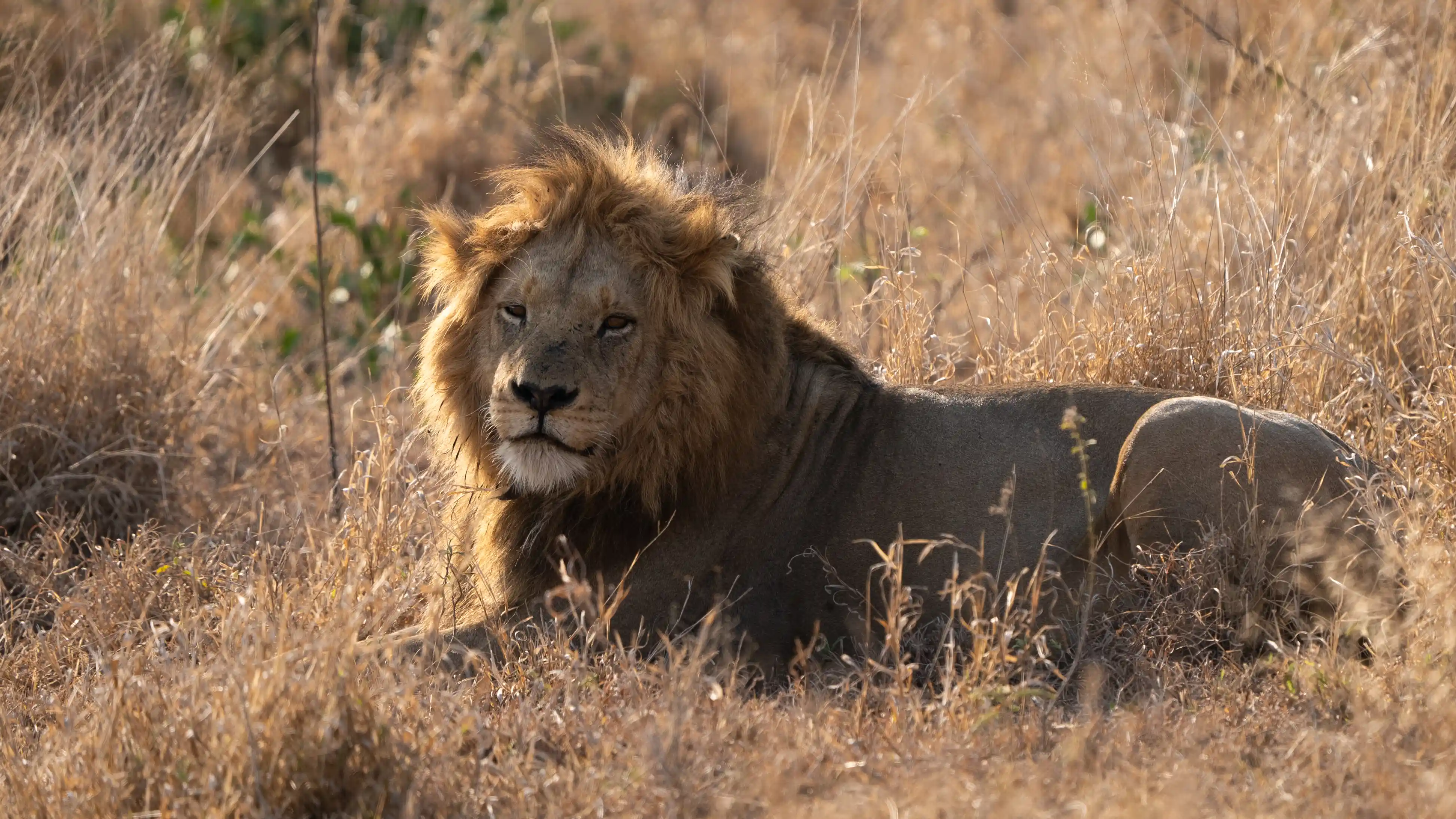 Close-up of a male lion in Kruger National Park with a full mane staring directly at the camera