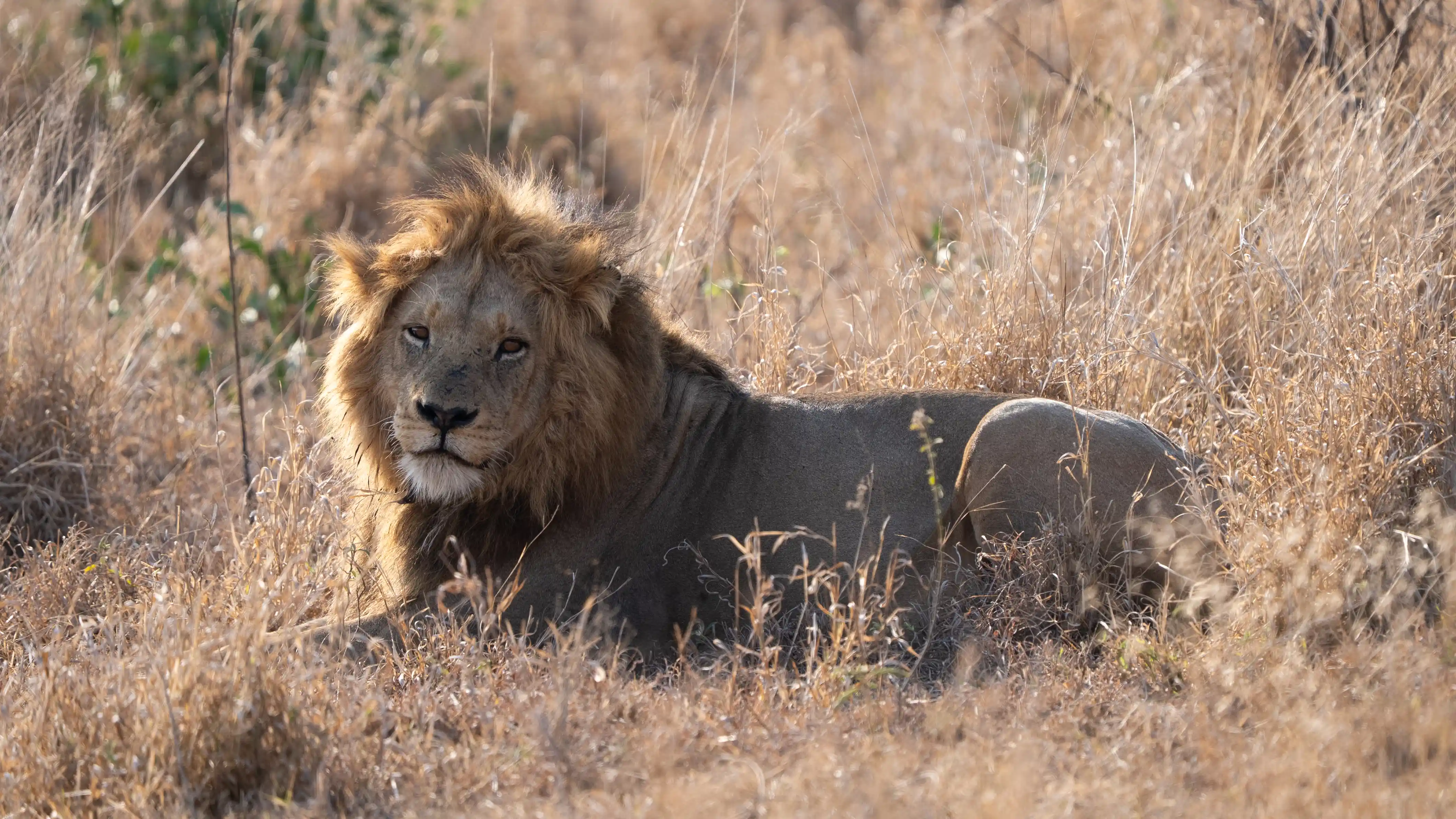 Full-body view of a male lion resting and watching from the bushveld in Kruger National Park