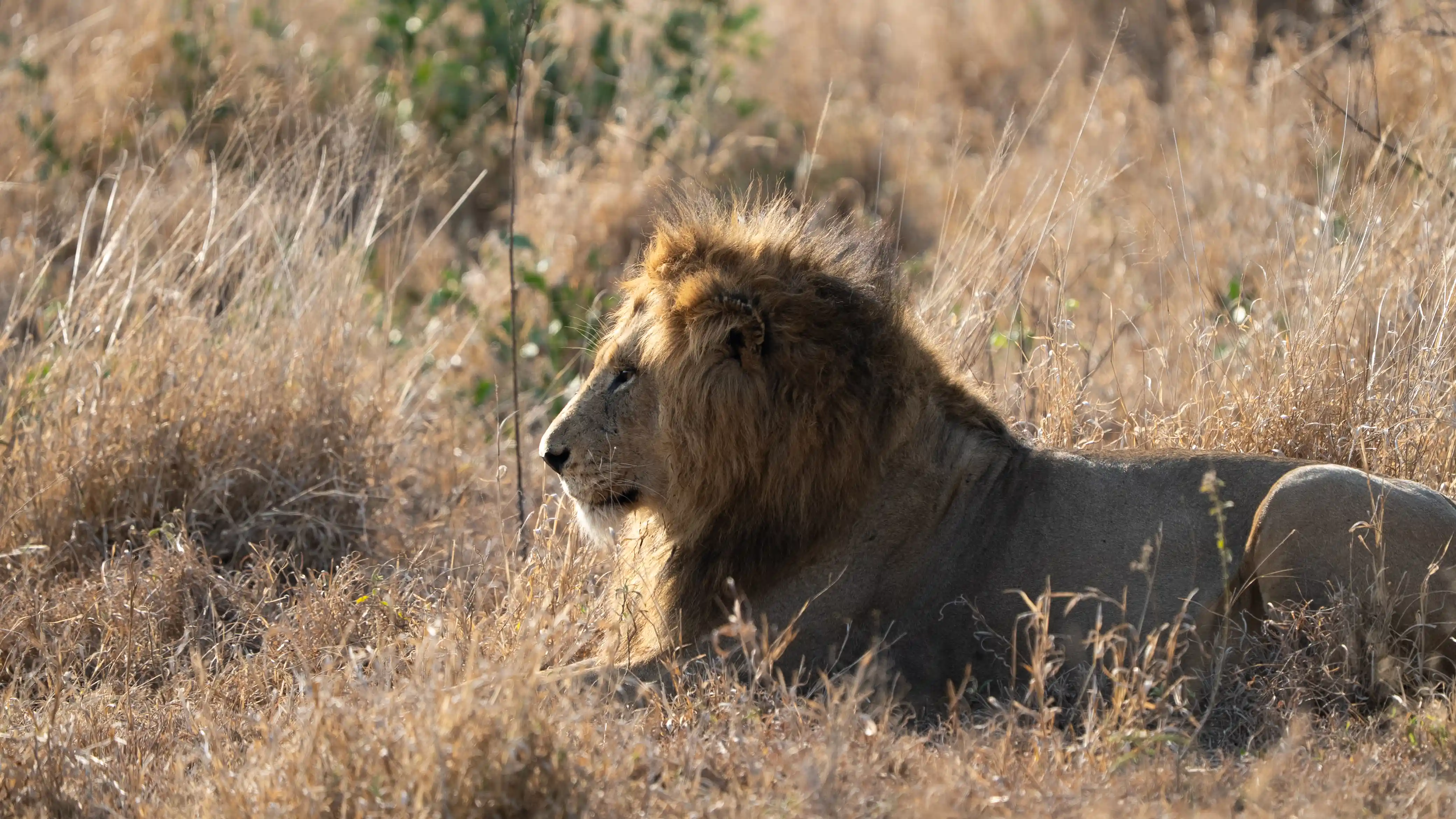 6 Day All Inclusive Kruger National Park Safari