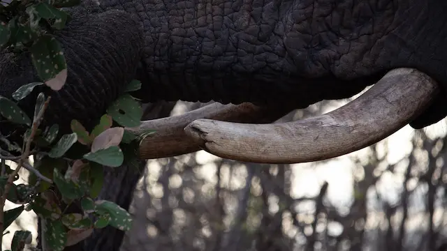 All-Inclusive Kruger Safaris