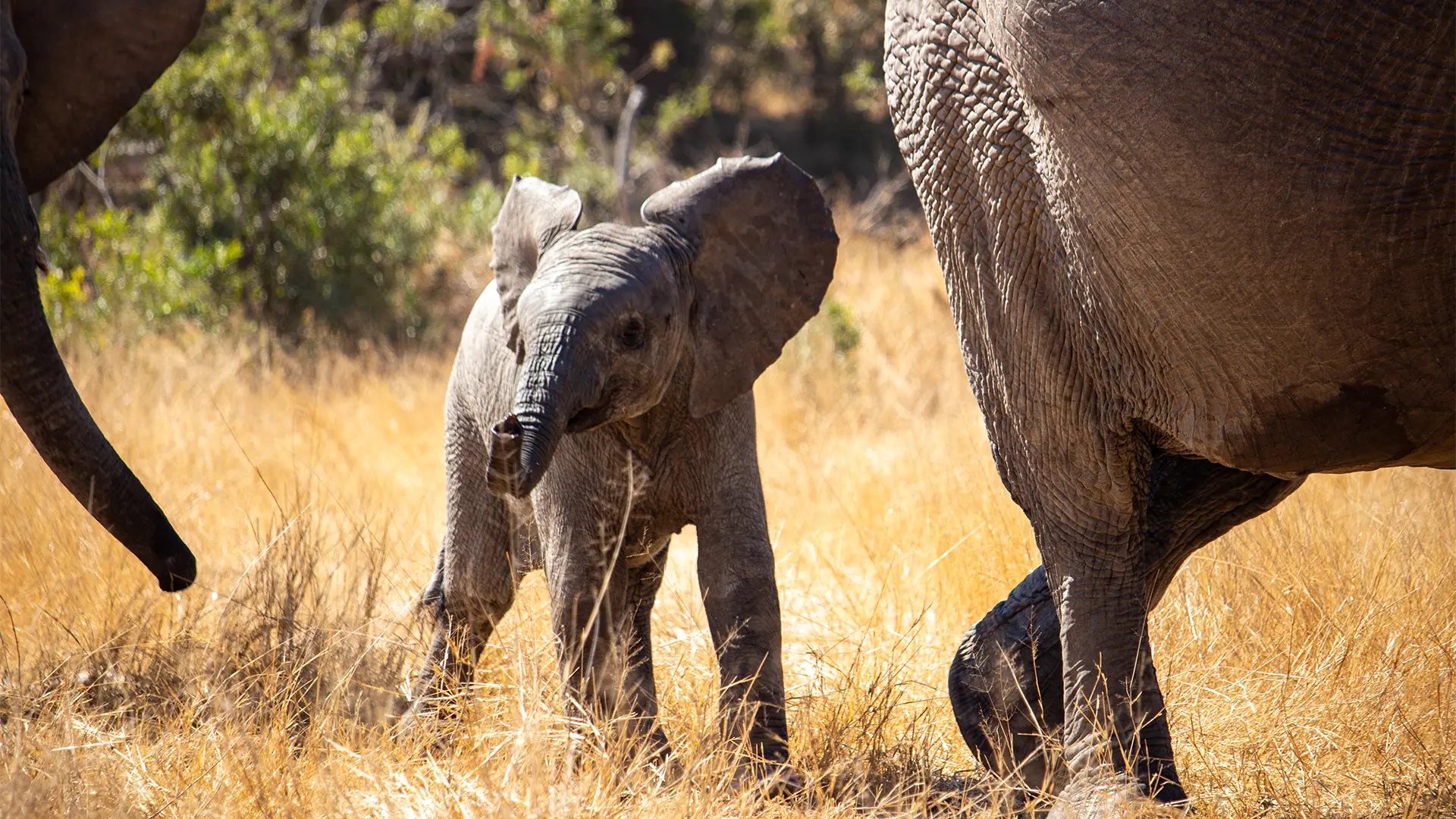 Elephant