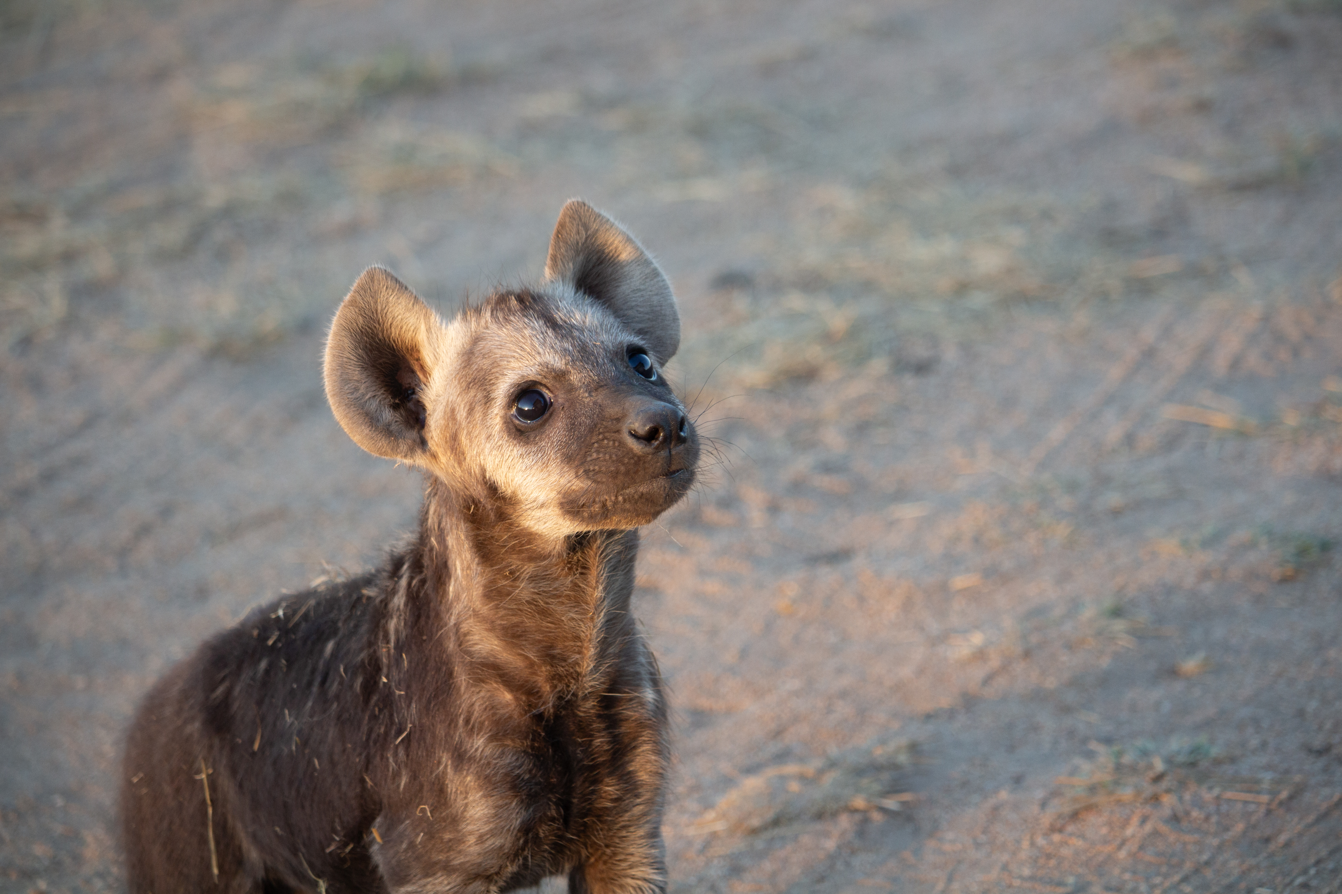Baby spotted hyena looking up in Kruger National Park