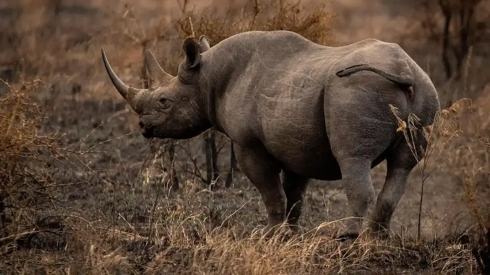Black Rhinoceros walking alway from vehicle on Kruger National Park All Inlusive Packages