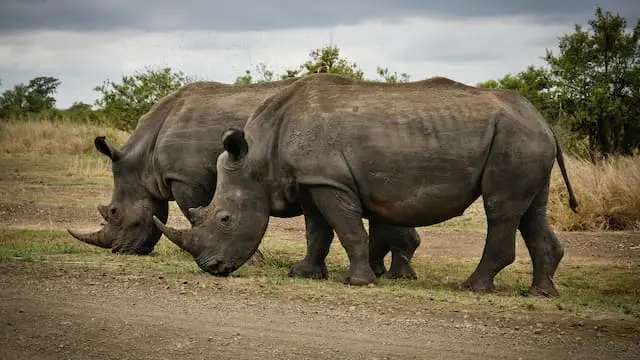 Black Rhino