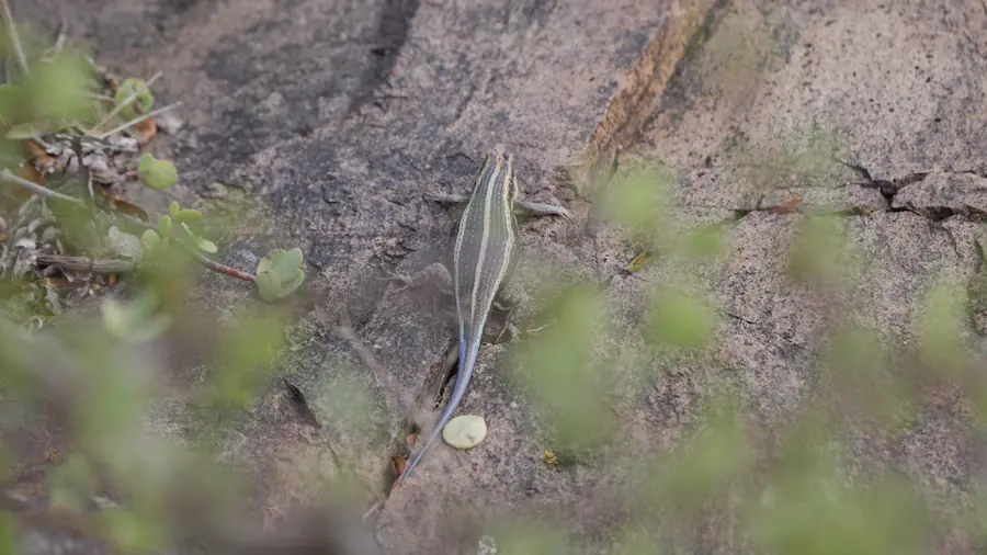 Blue tailed skink