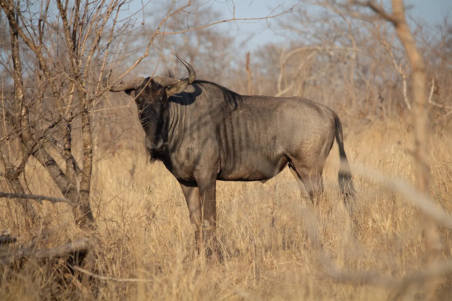 Kruger National Park safaris provide the best option to see Plains Zebra
