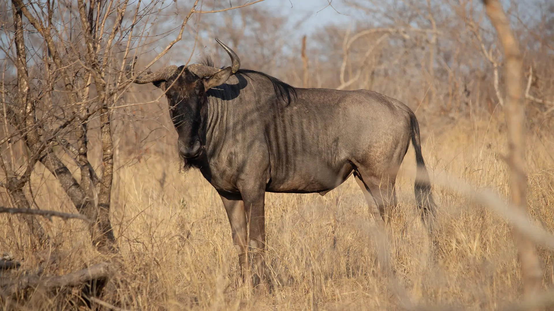 Blue Wildebeest in Private Kruger National Park Safaris