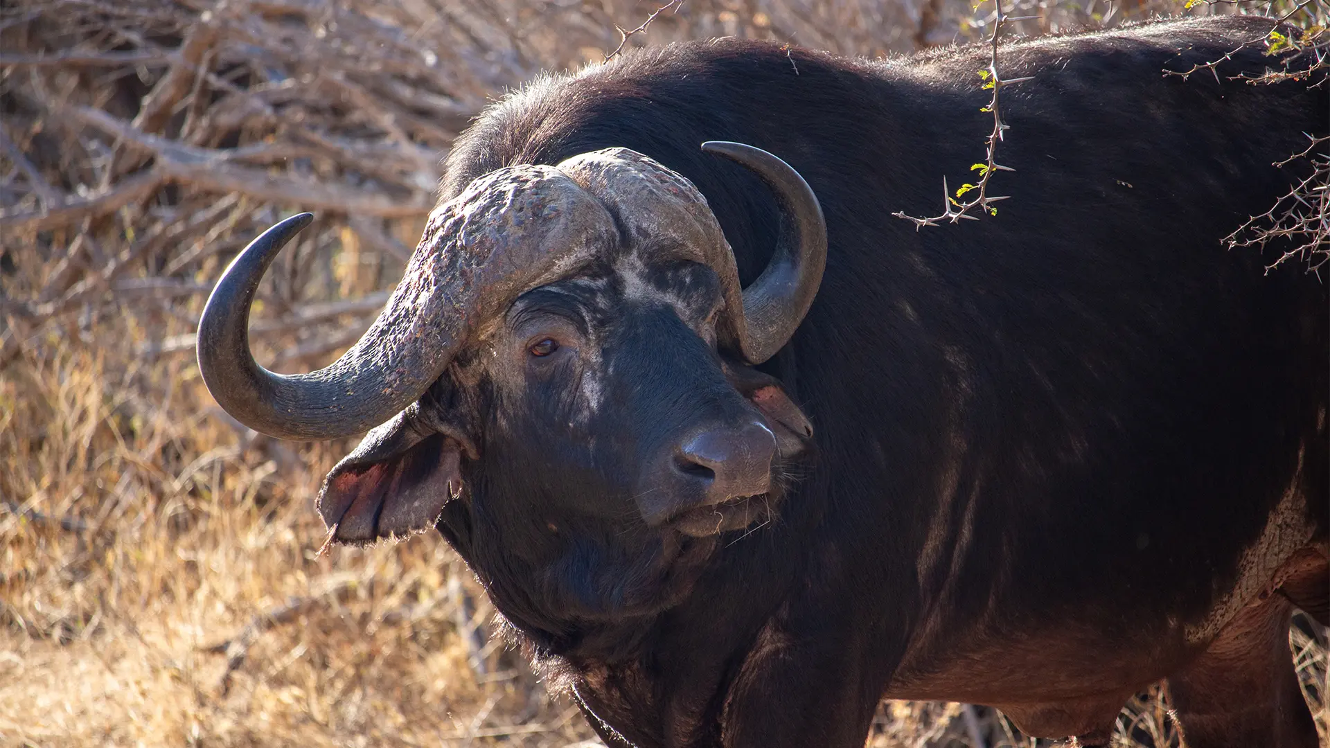 Buffalo aware of our presence on 7 day private kruger national park safari