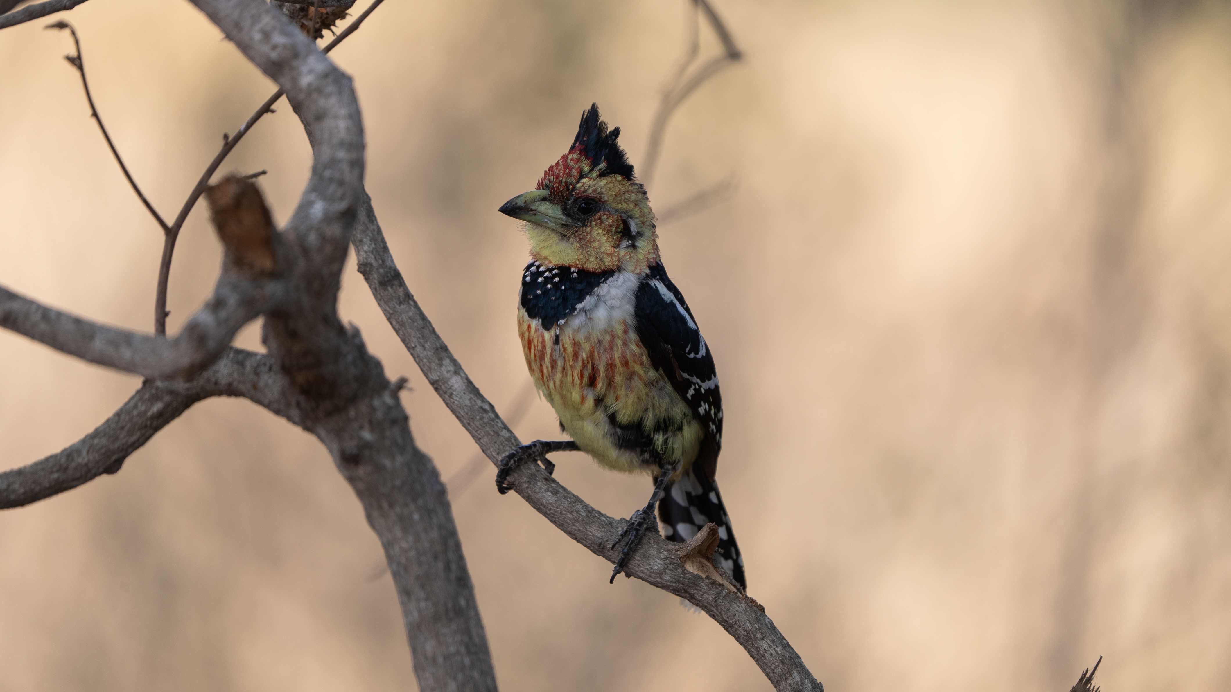 Crested Barbet resting in days heat on our Kruger National Park safari