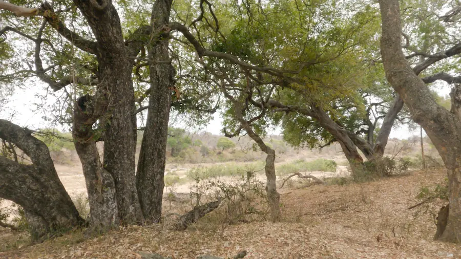 dry river bed in Kruger National Park