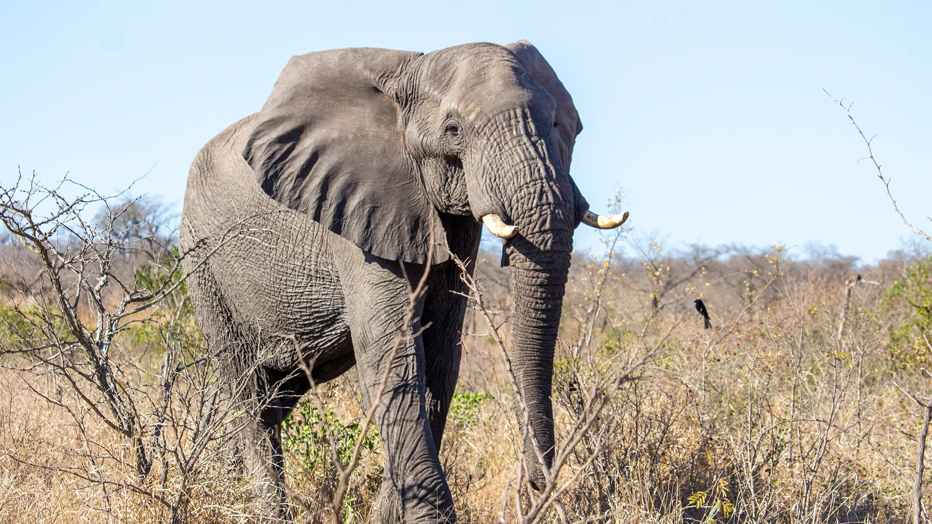 5 day Private Kruger National Park safari