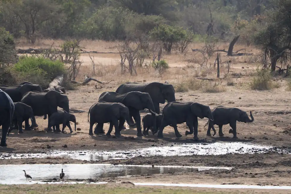 Elephant herd crossing a dry flood plain in Kruger National Park