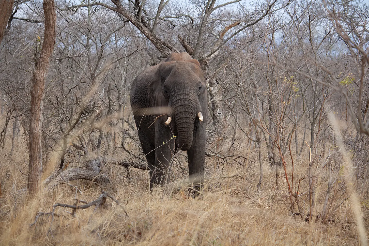 an african elephant feeding on grass on classic kruger safari