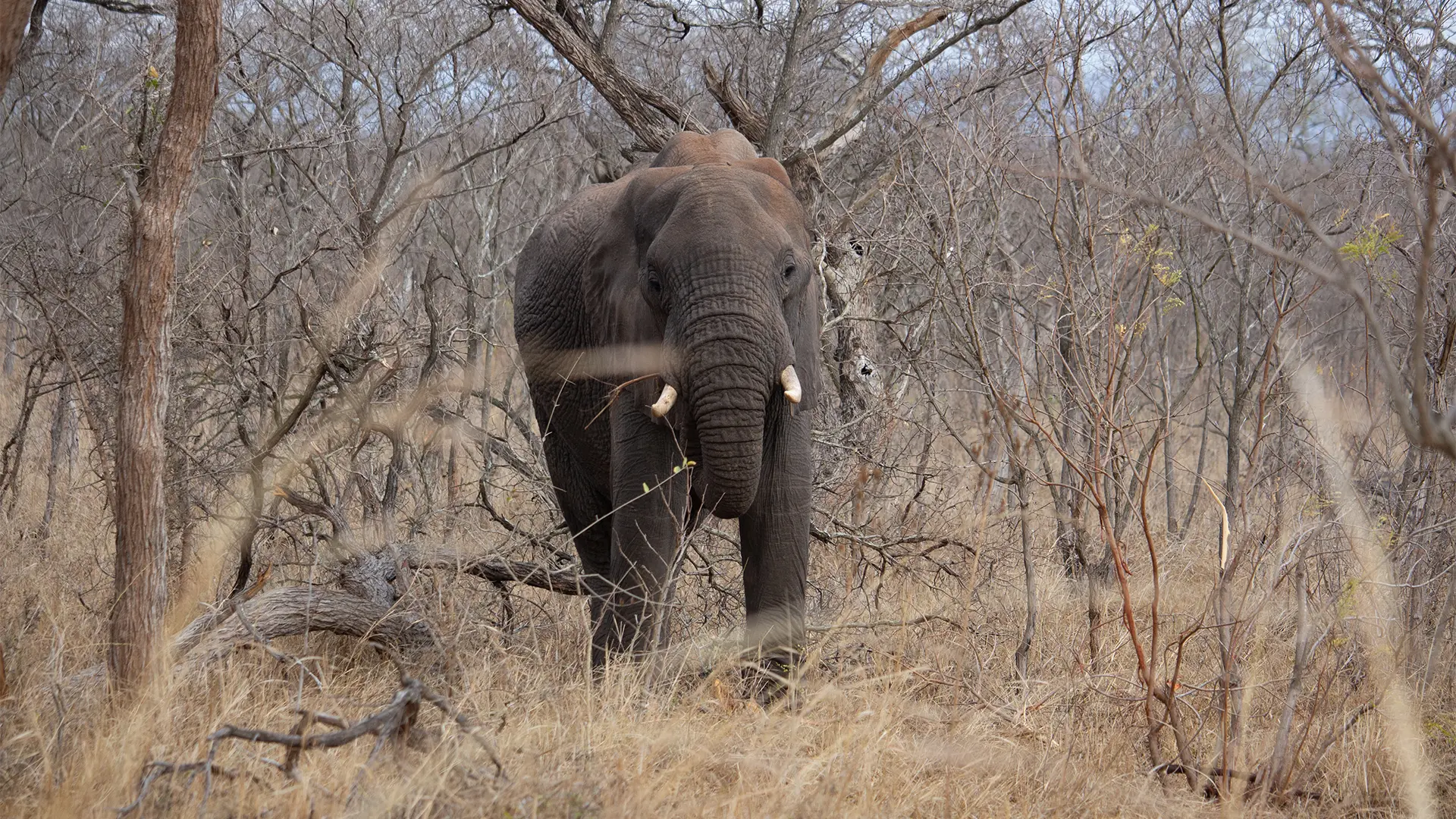 Elephant in the bush in Kruger National Park Safari All Inclusive Packages