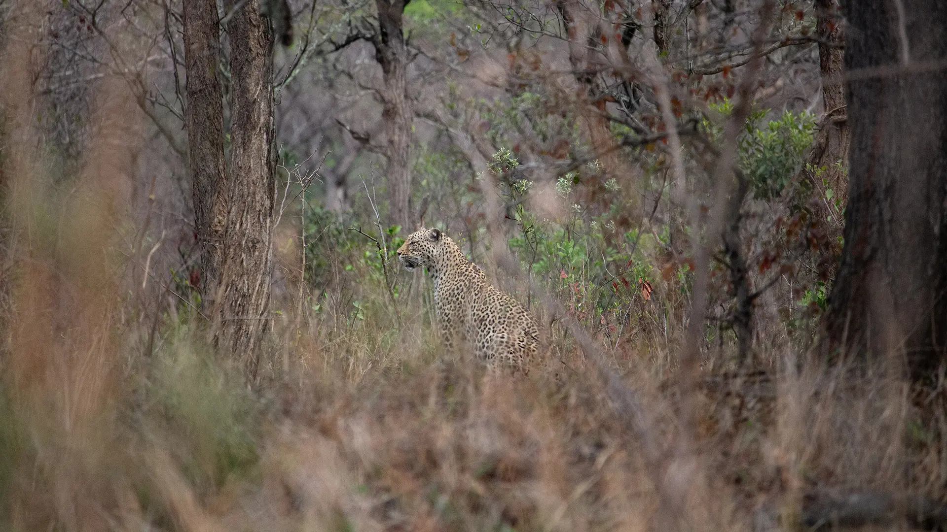Red-Billed Oxpecker on the back of a White Rhino on a Kruger National Park 7 day Private Safari