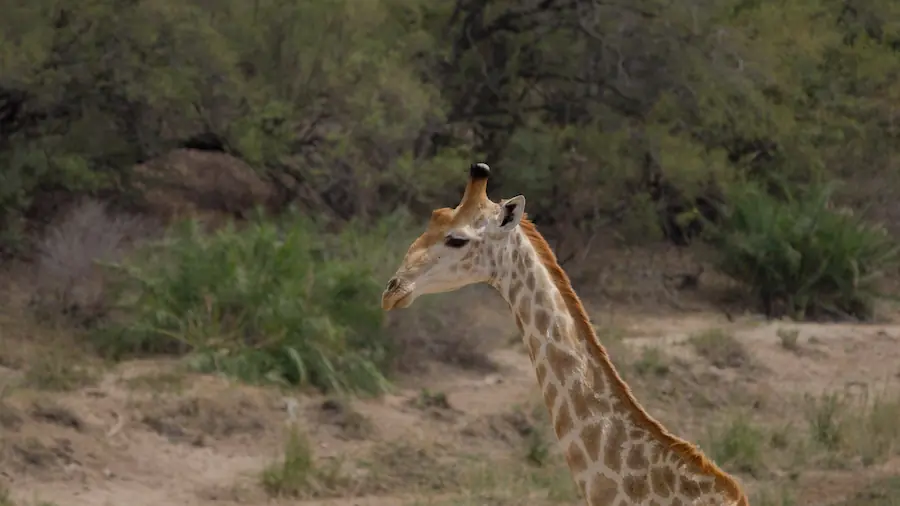giraffe standing in dry river bed best time to visit kruger national park