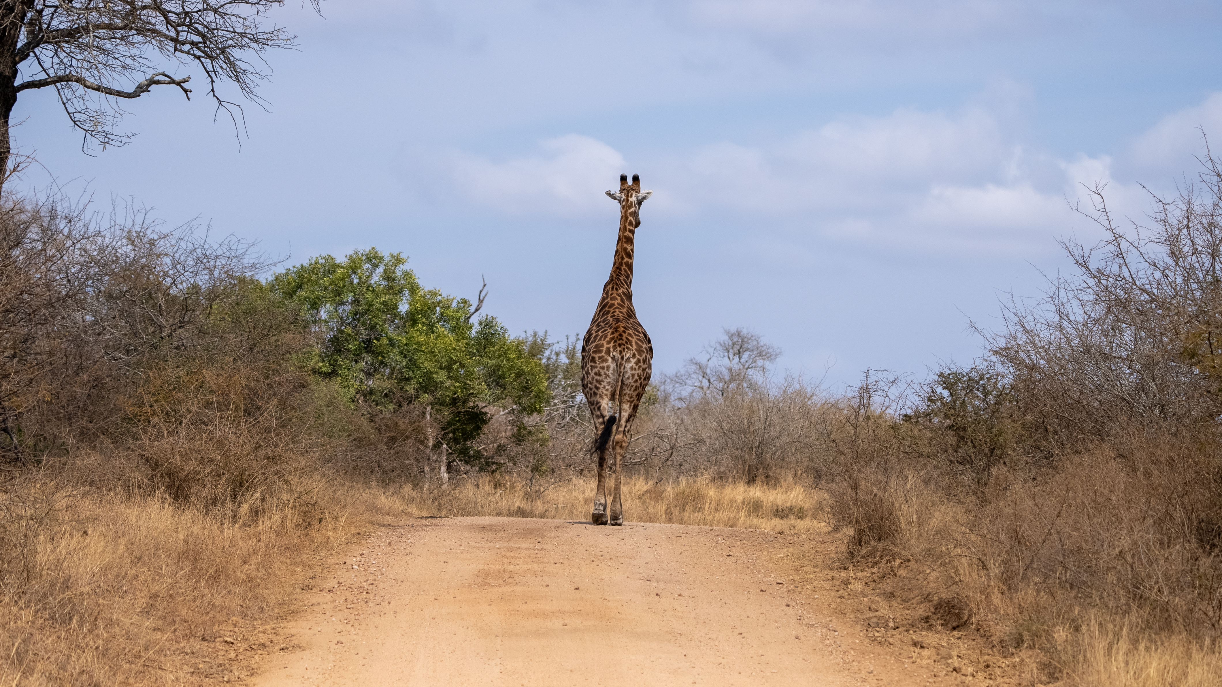 Southern giraffe walking down a gravel road in Kruger National Park