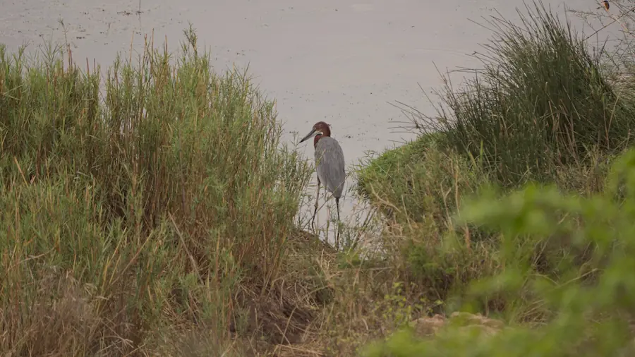 worst time to visit kruger national park goliath heron in river