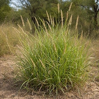 Grasses of Kruger National Park