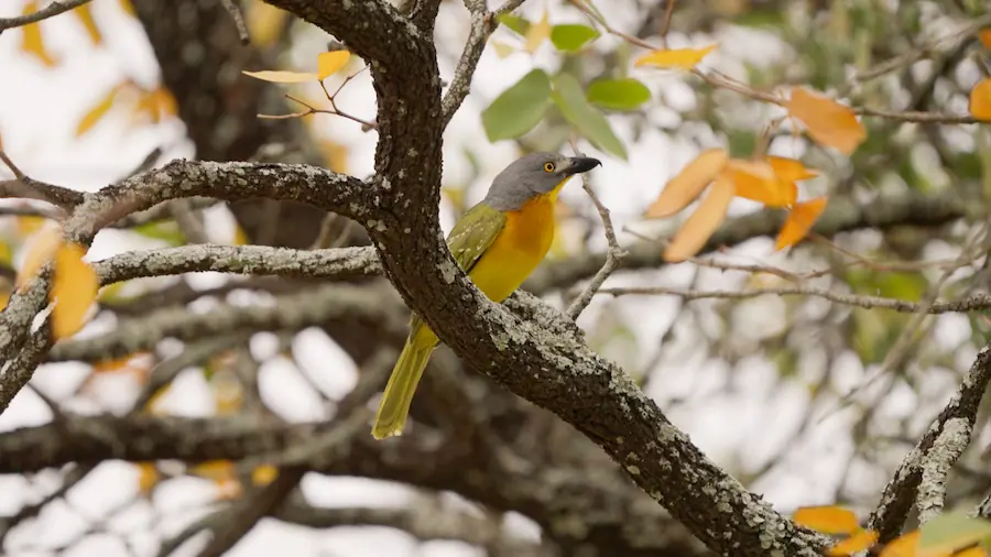 grey-headed bushshrike posing