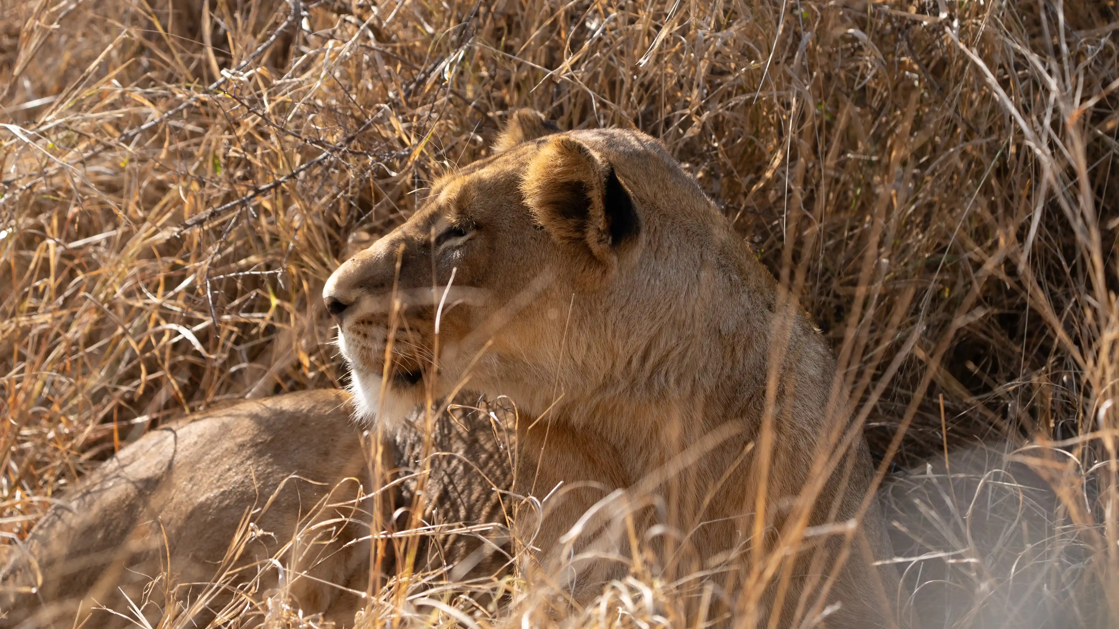 Tour Image - Cape to Kruger