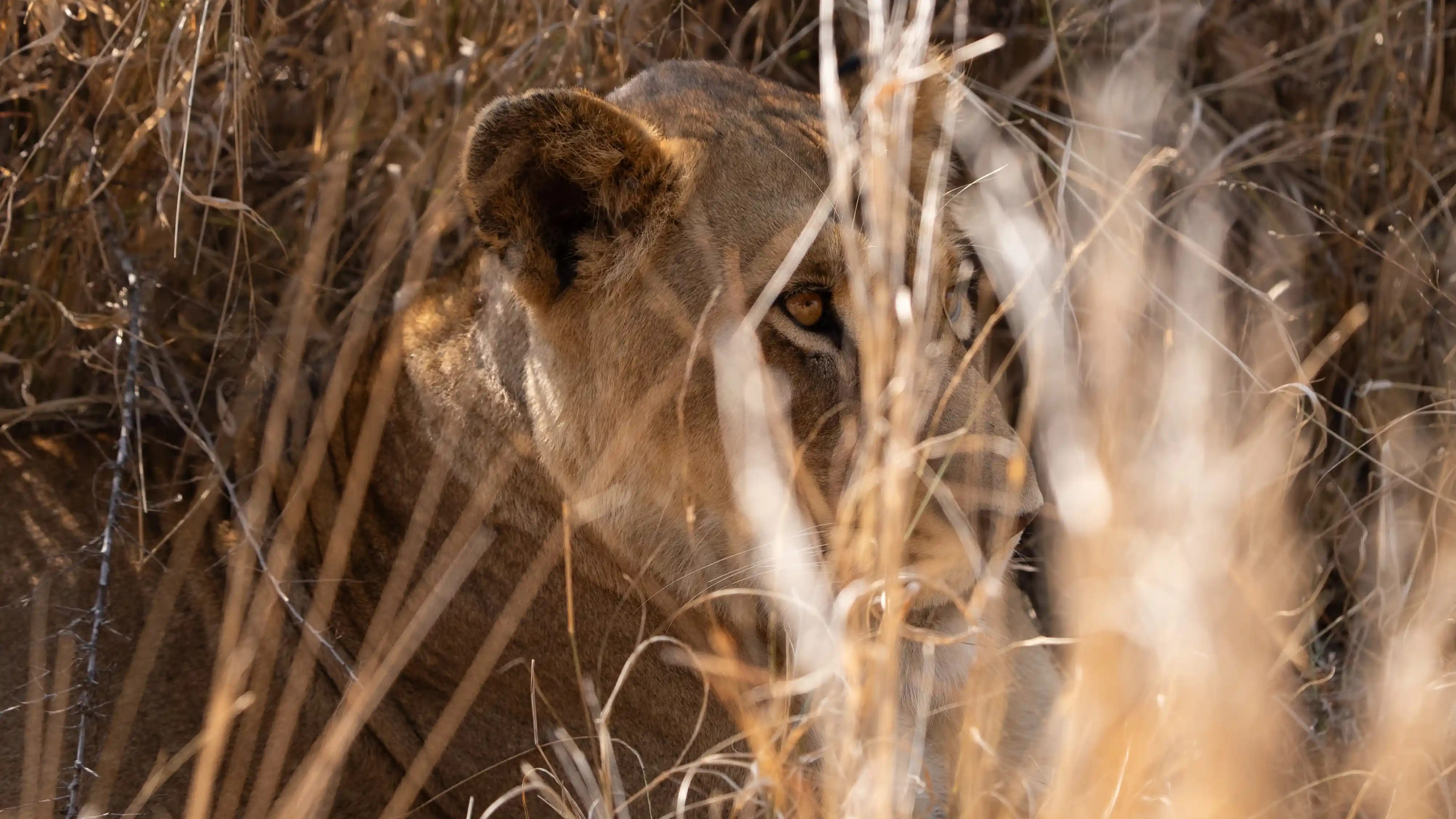 Private safari spotting a Swainsons Spurfowl in Kruger National Park