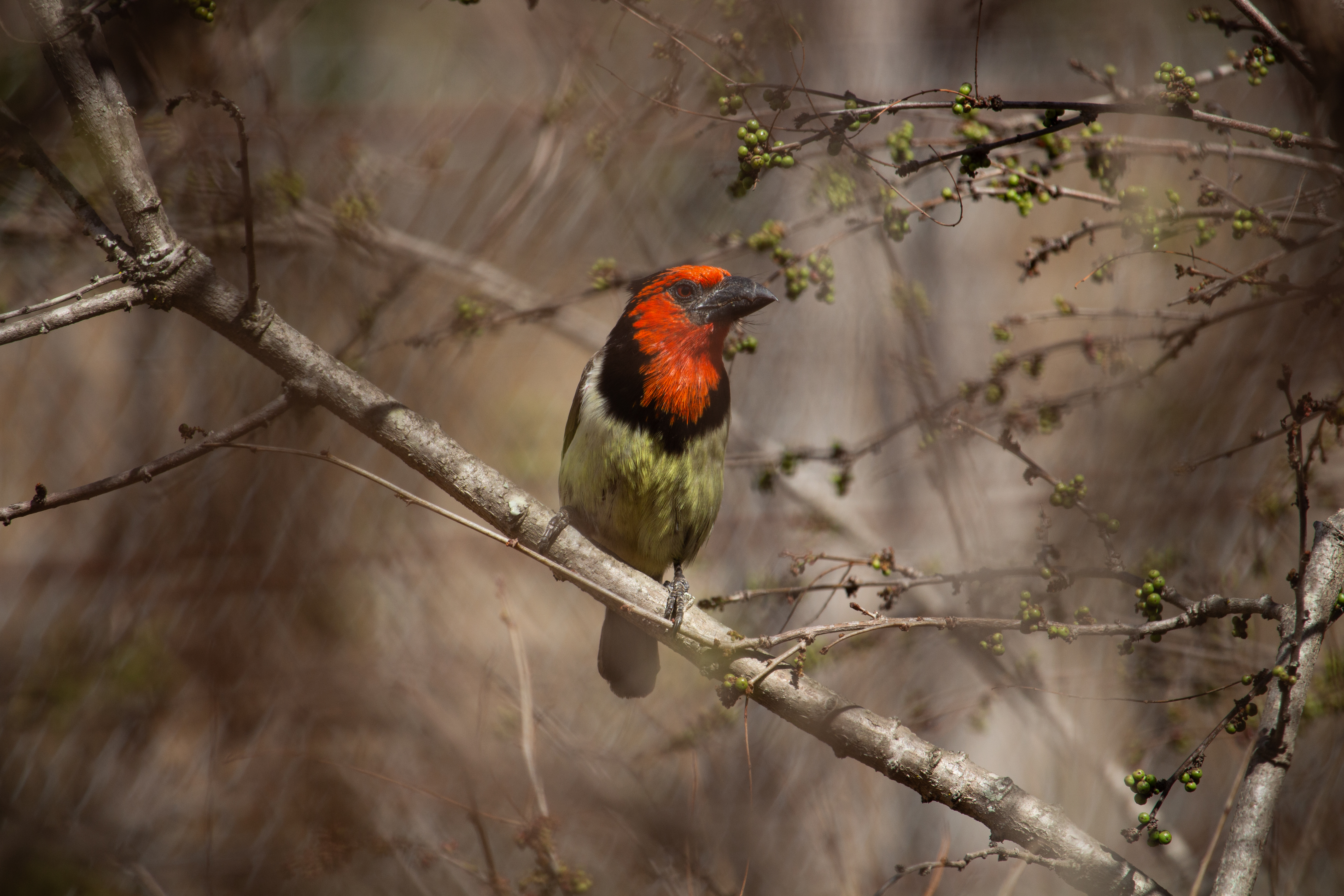 Black-Collared Barbet at Pretoriuskop Rest Camp in Kruger National Park perched behind thicket