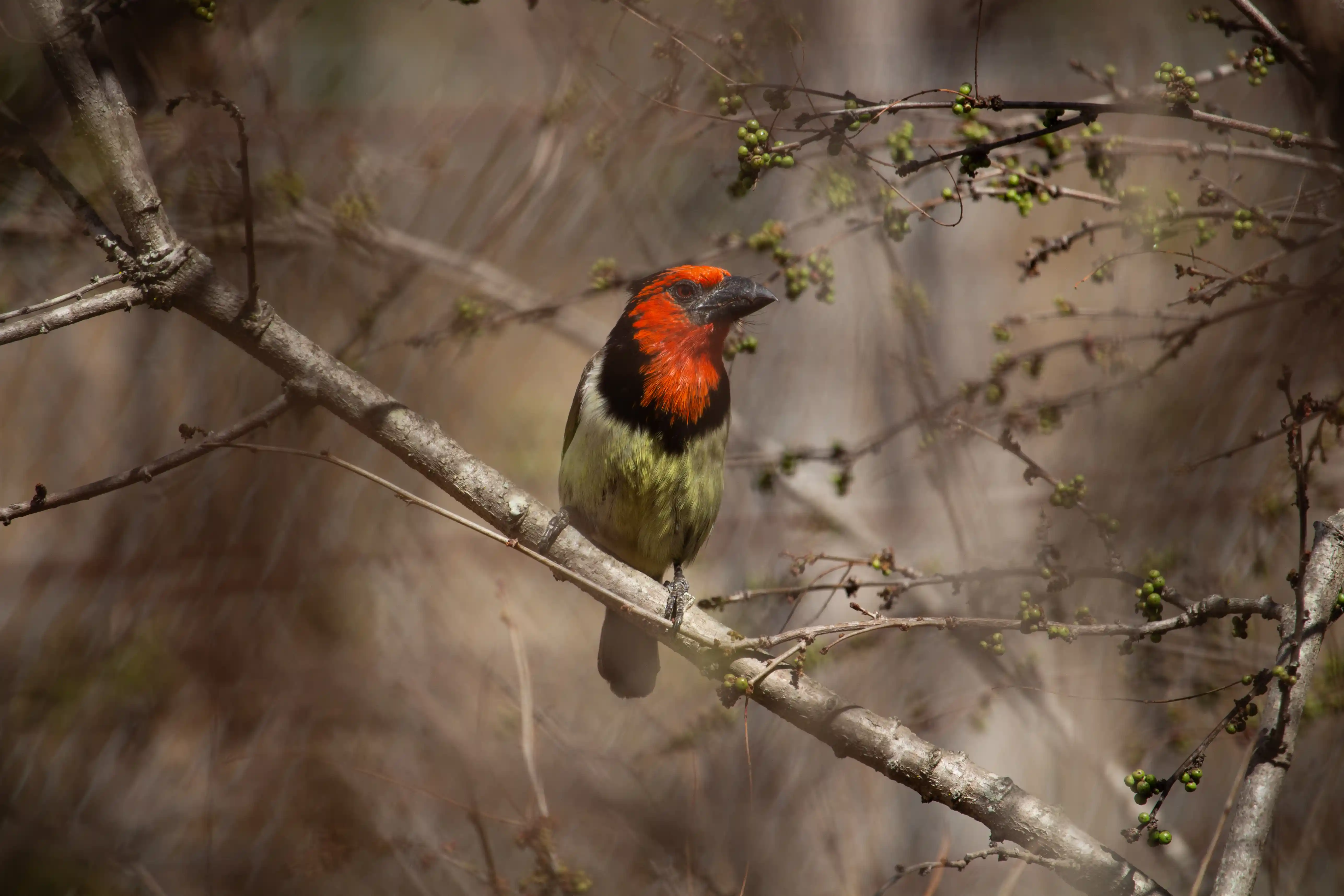 Black-Collared Barbet in Kruger National Park Safaris
