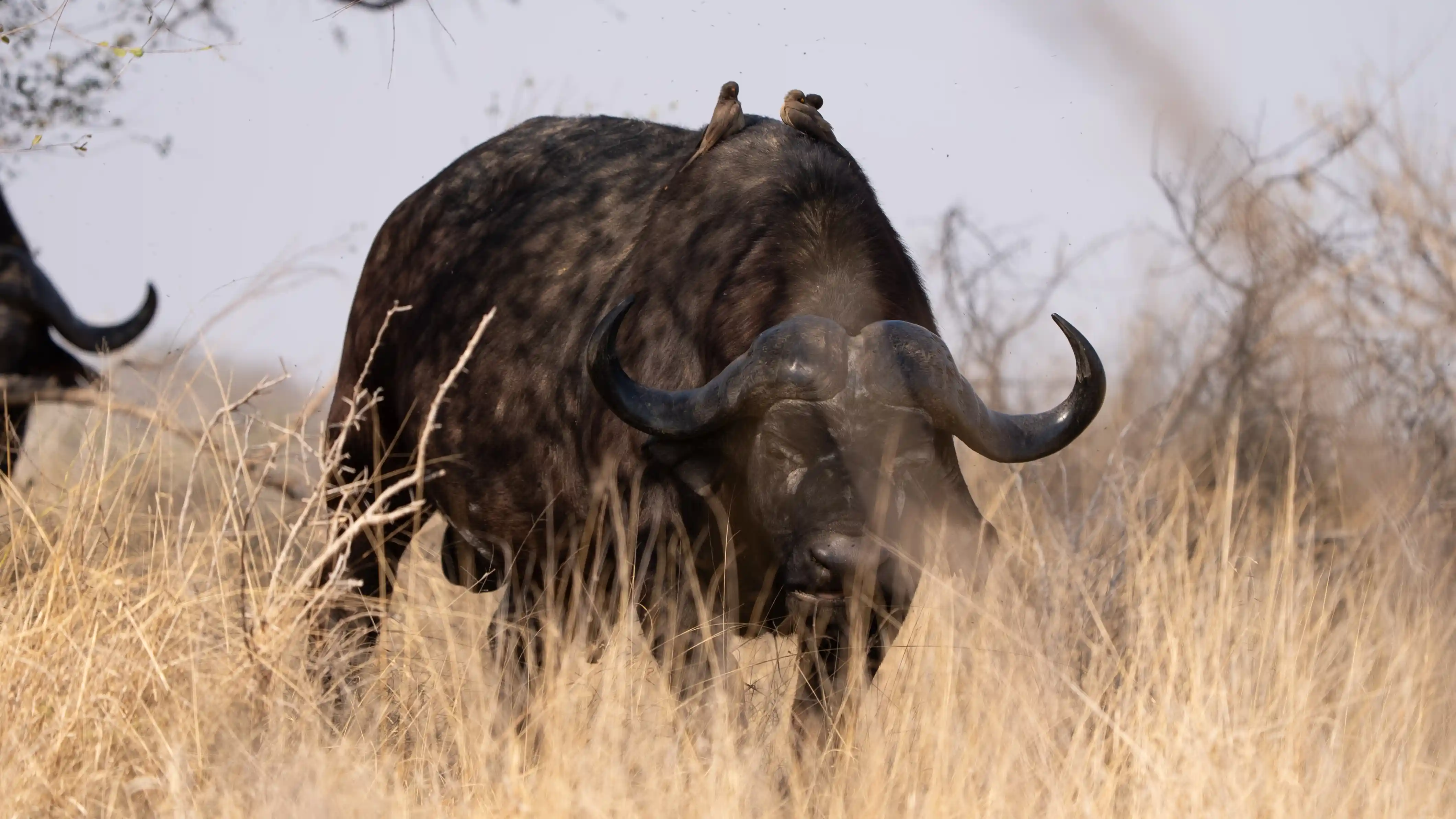 Kruger National Park wildlife safari scene