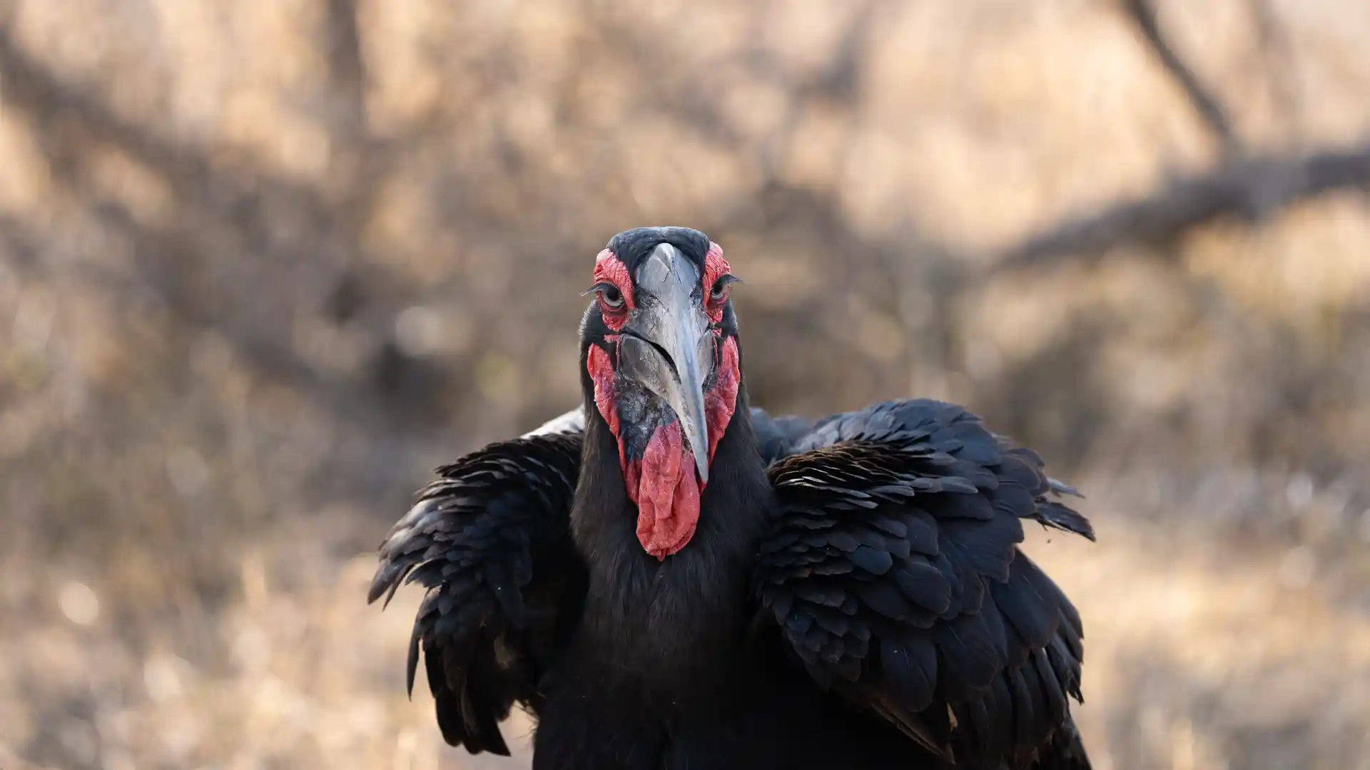 Ground Hornbill scanning for food in Kruger National Park Standard Safari Packages