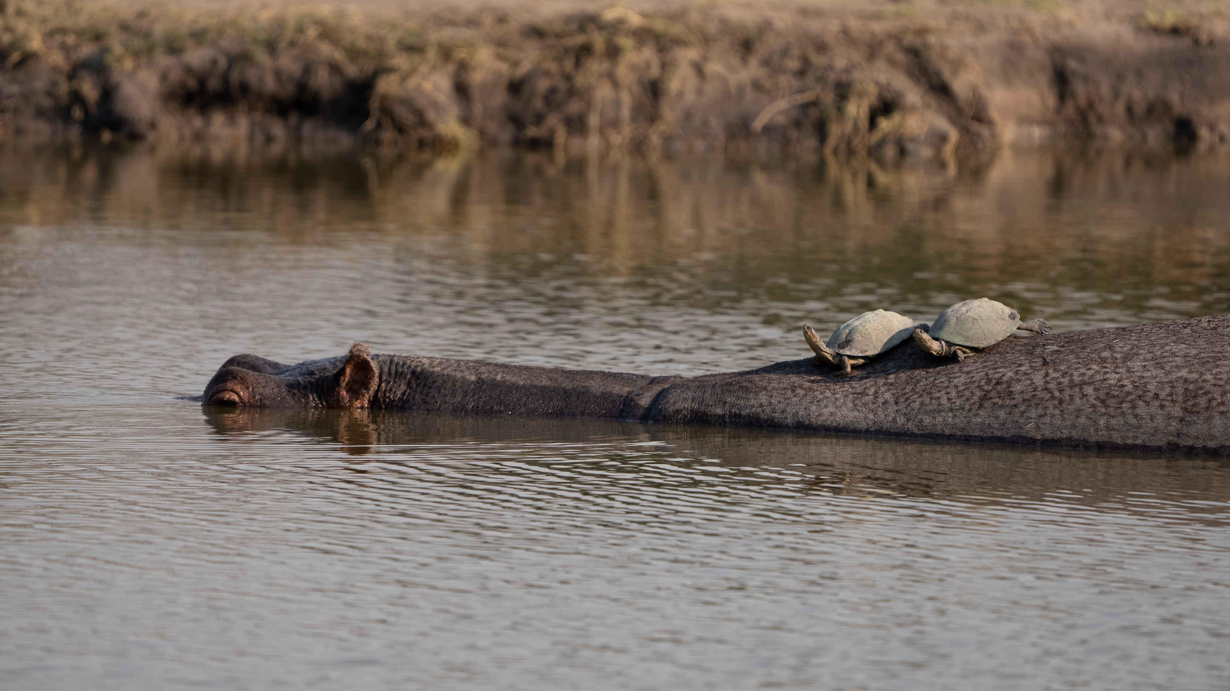 Terrapins on the back of a Hippo in Kruger