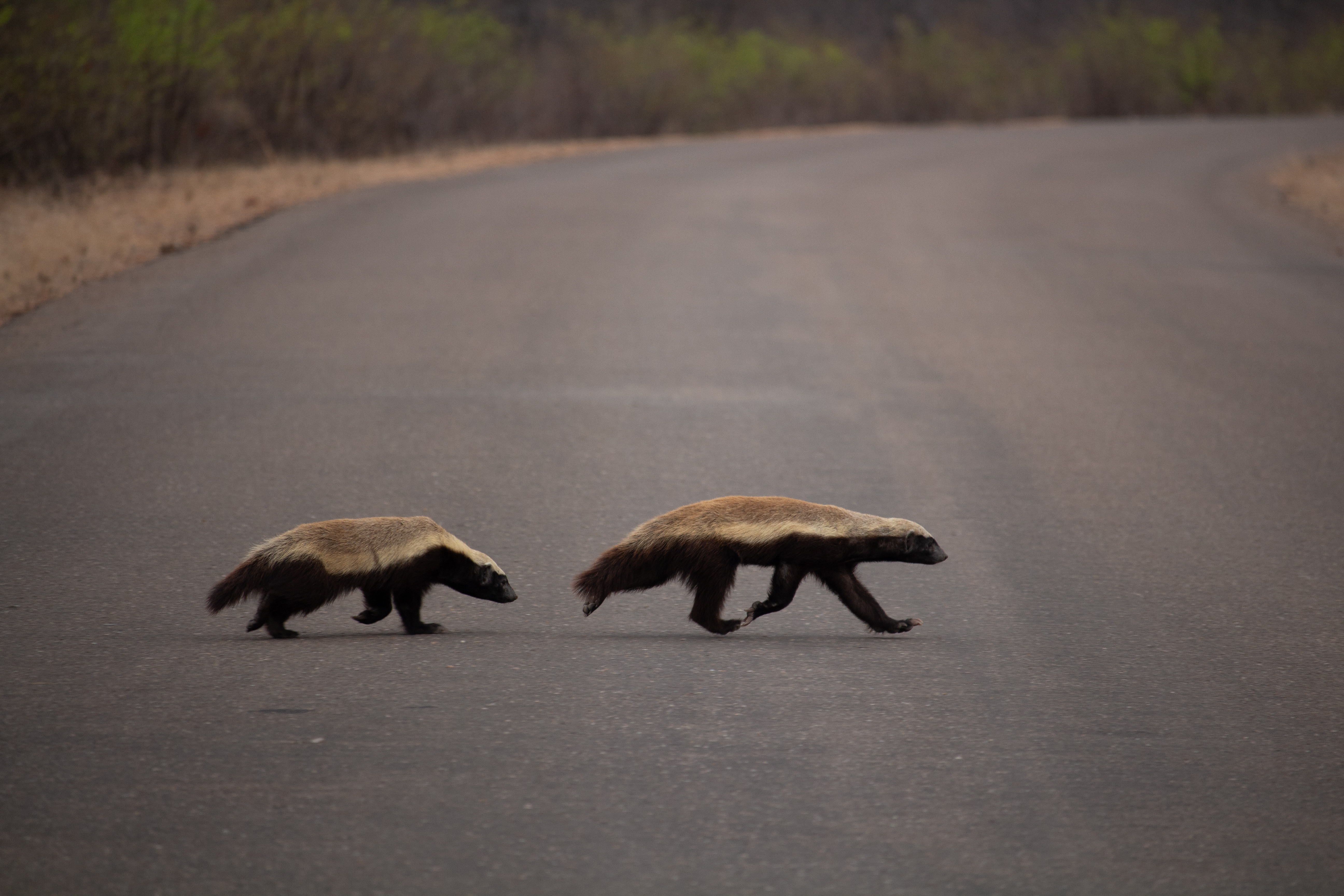 Tour Image - Cape & Karoo