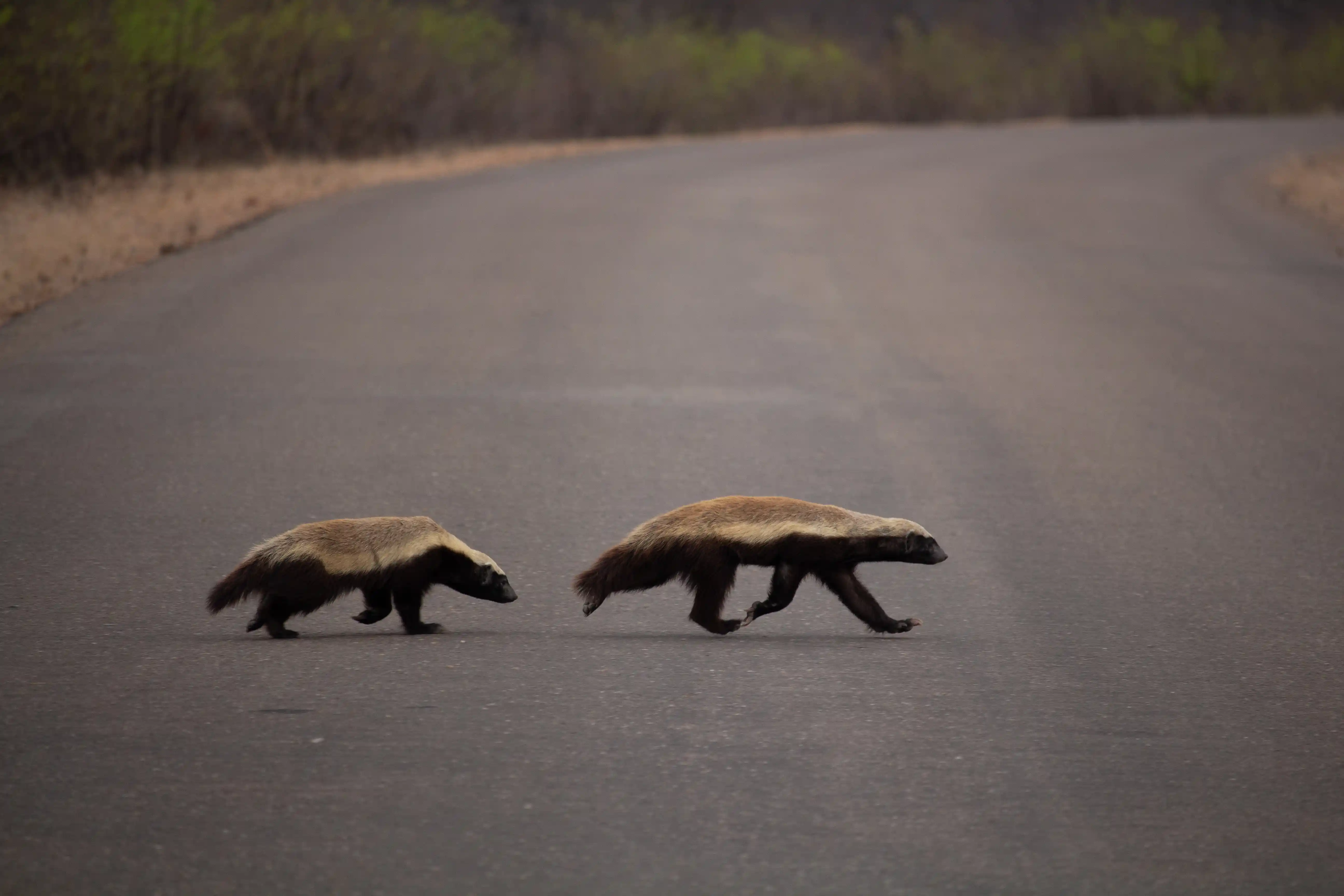 Two honey badgers crossing a road through mopane shrub near Letaba Rest Camp – seen on Kruger National Park all inclusive packages.