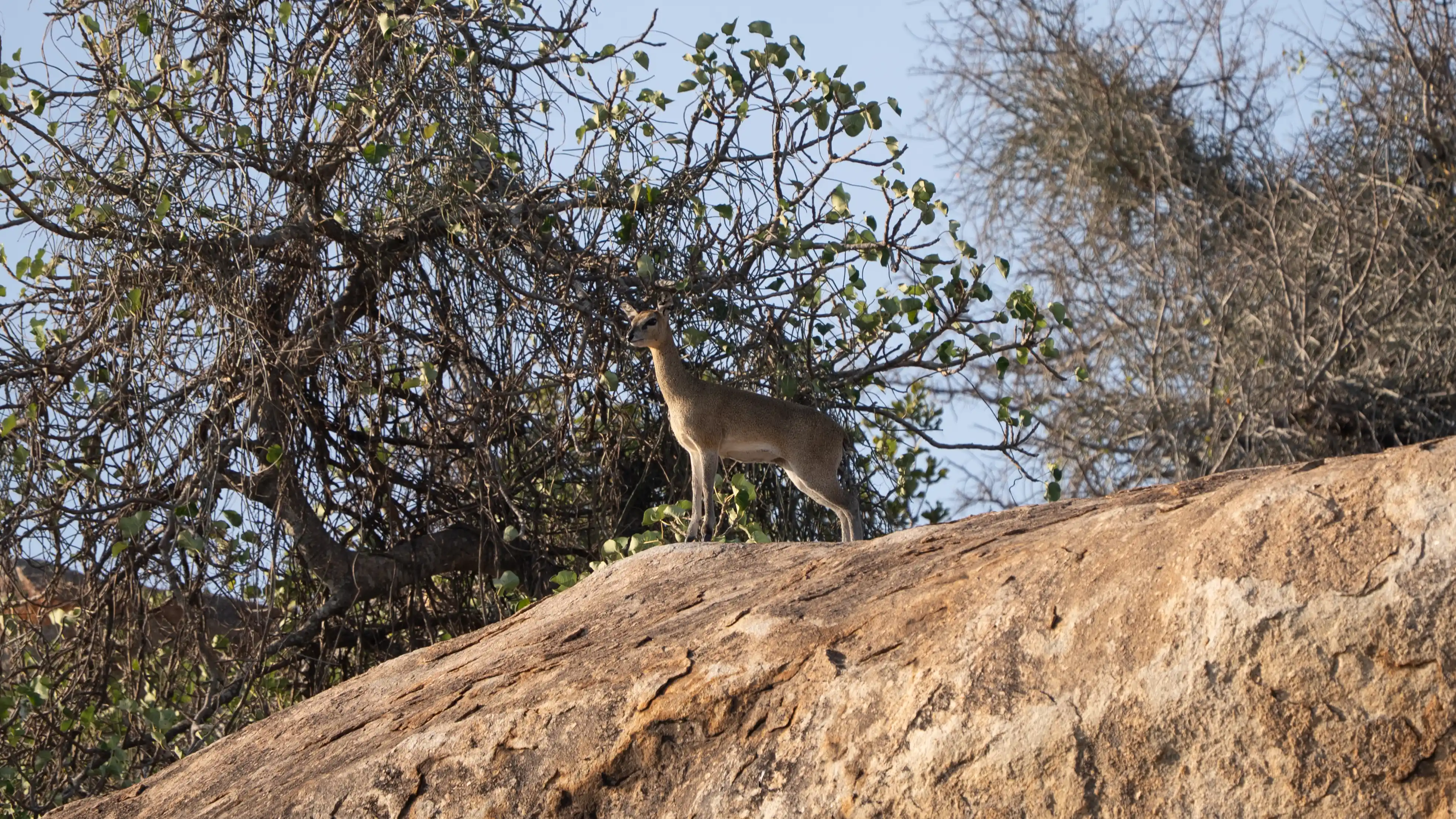 African Lion close to Satara Rest Camp, viewed from Private Kruger Safari with Eugene