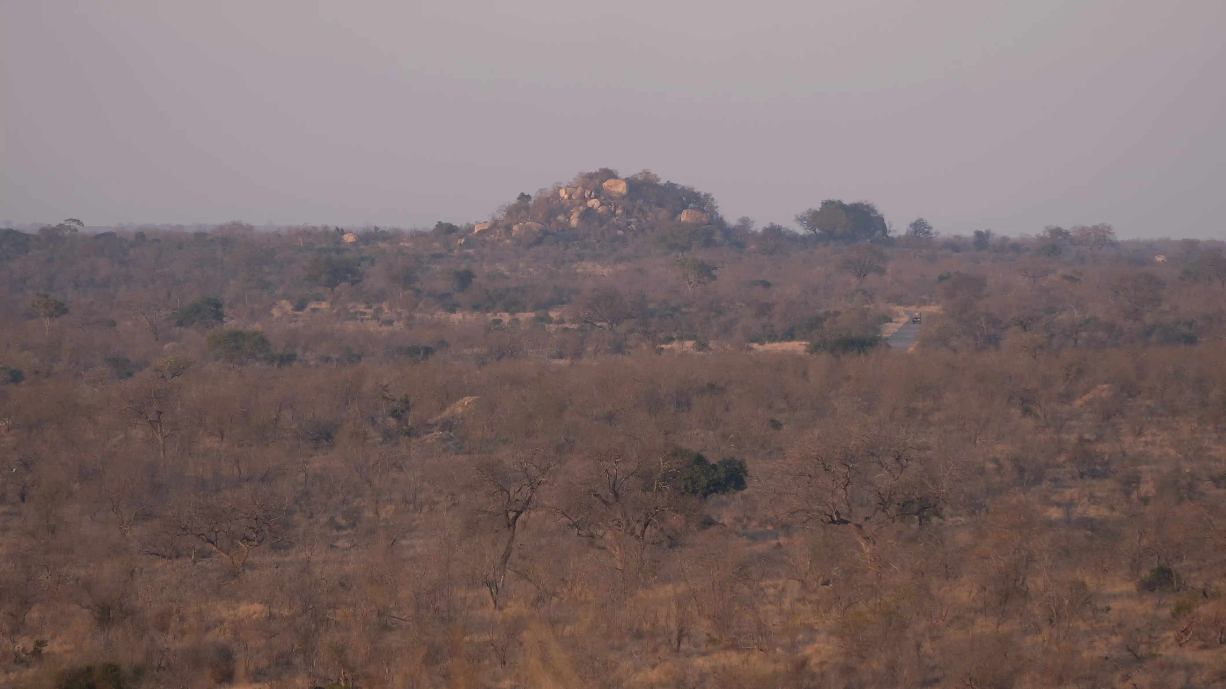 Kruger Grasses