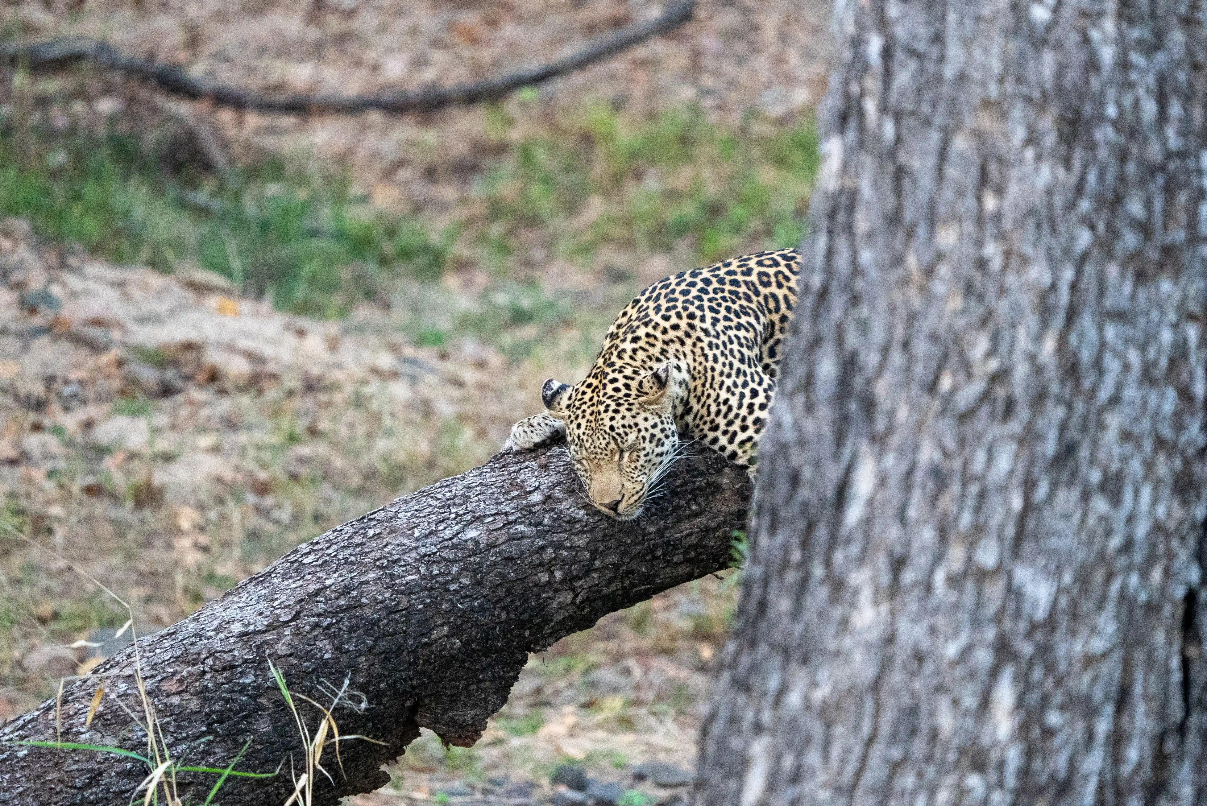 African Lion close to Satara Rest Camp, viewed from Private Kruger Safari with Eugene