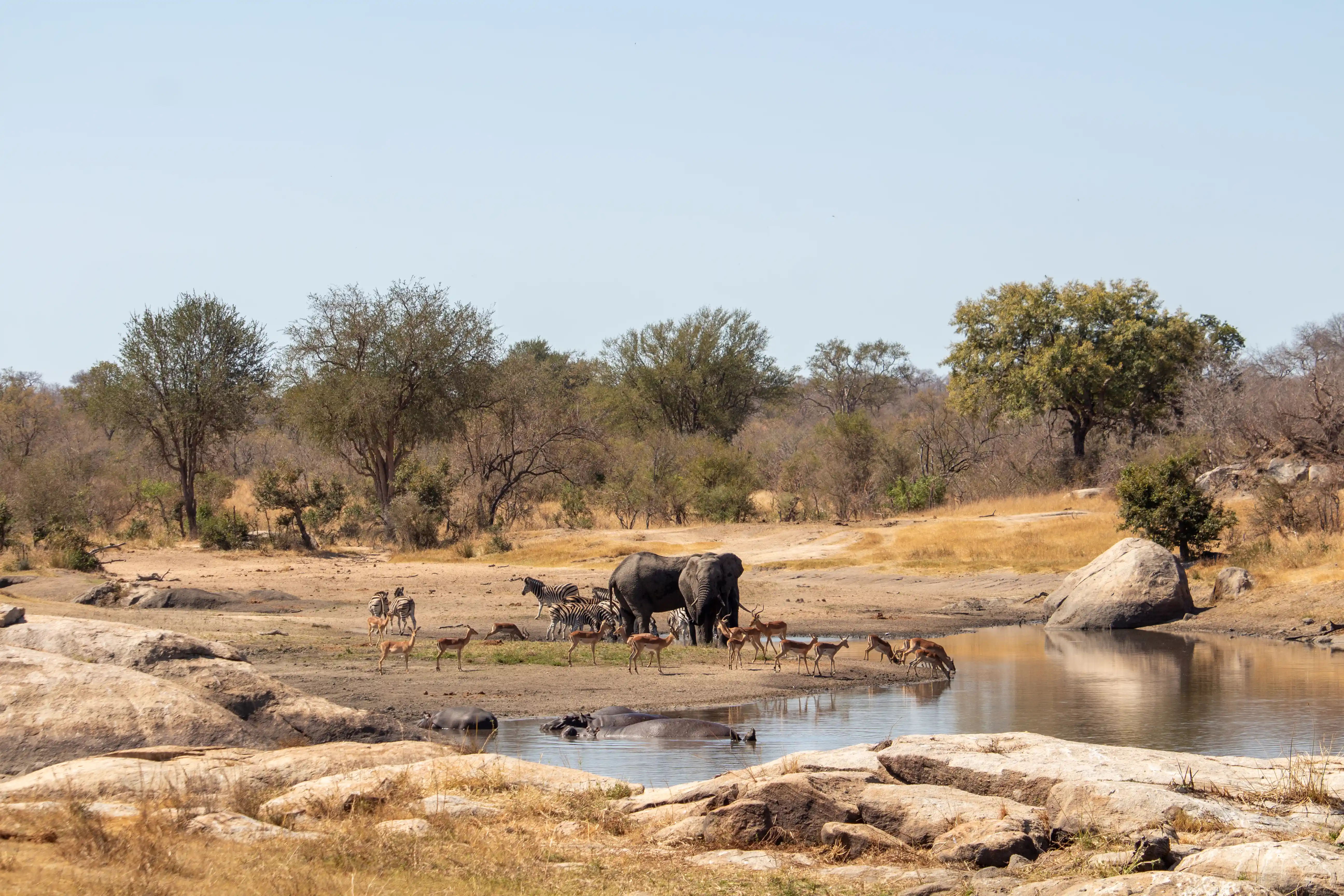 Transport Dam scene with multiple mammal species in Kruger National Park, featured on all inclusive safari packages.