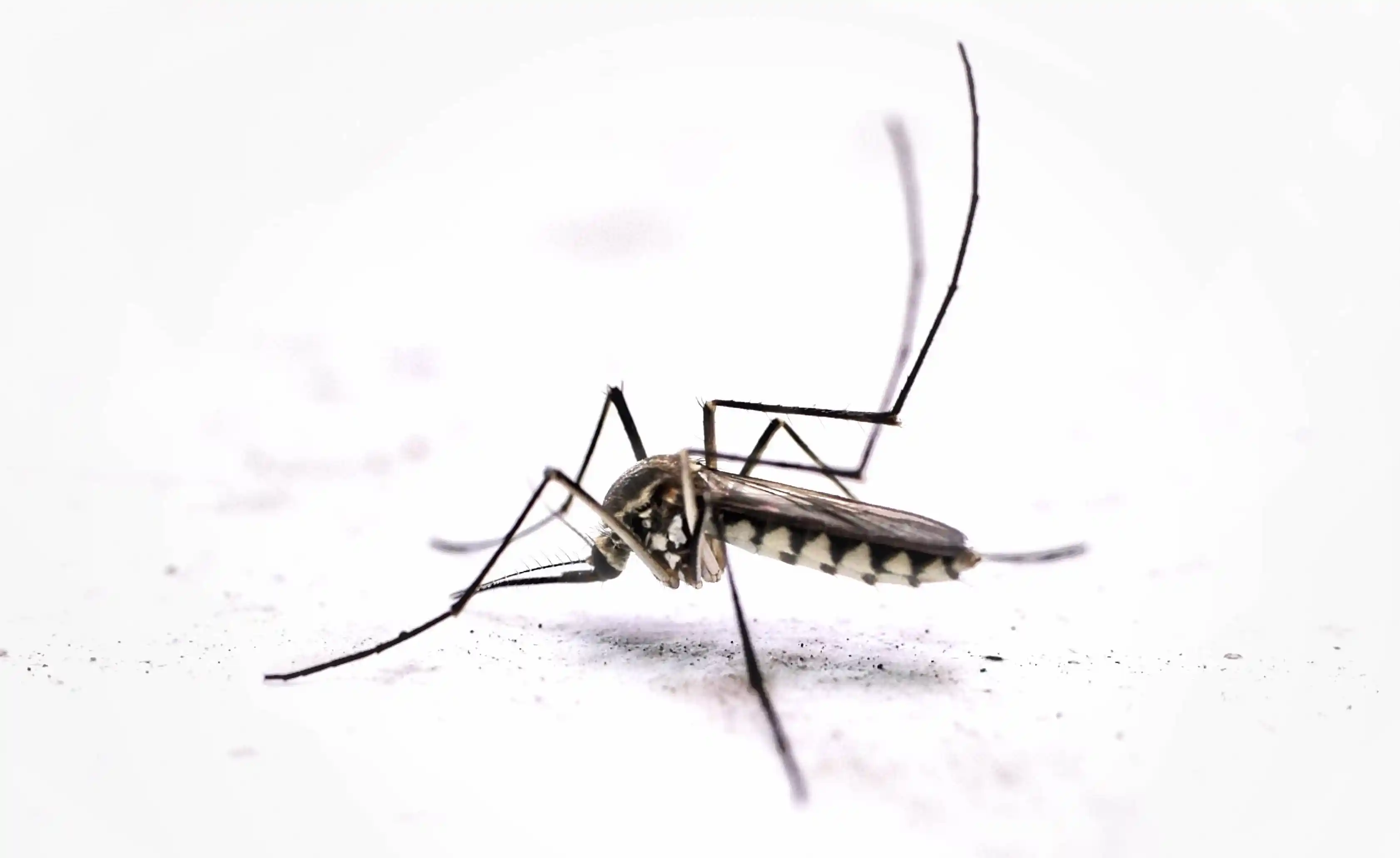 Sketch of Anopheles Mosquito, Malaria in Kruger National Park