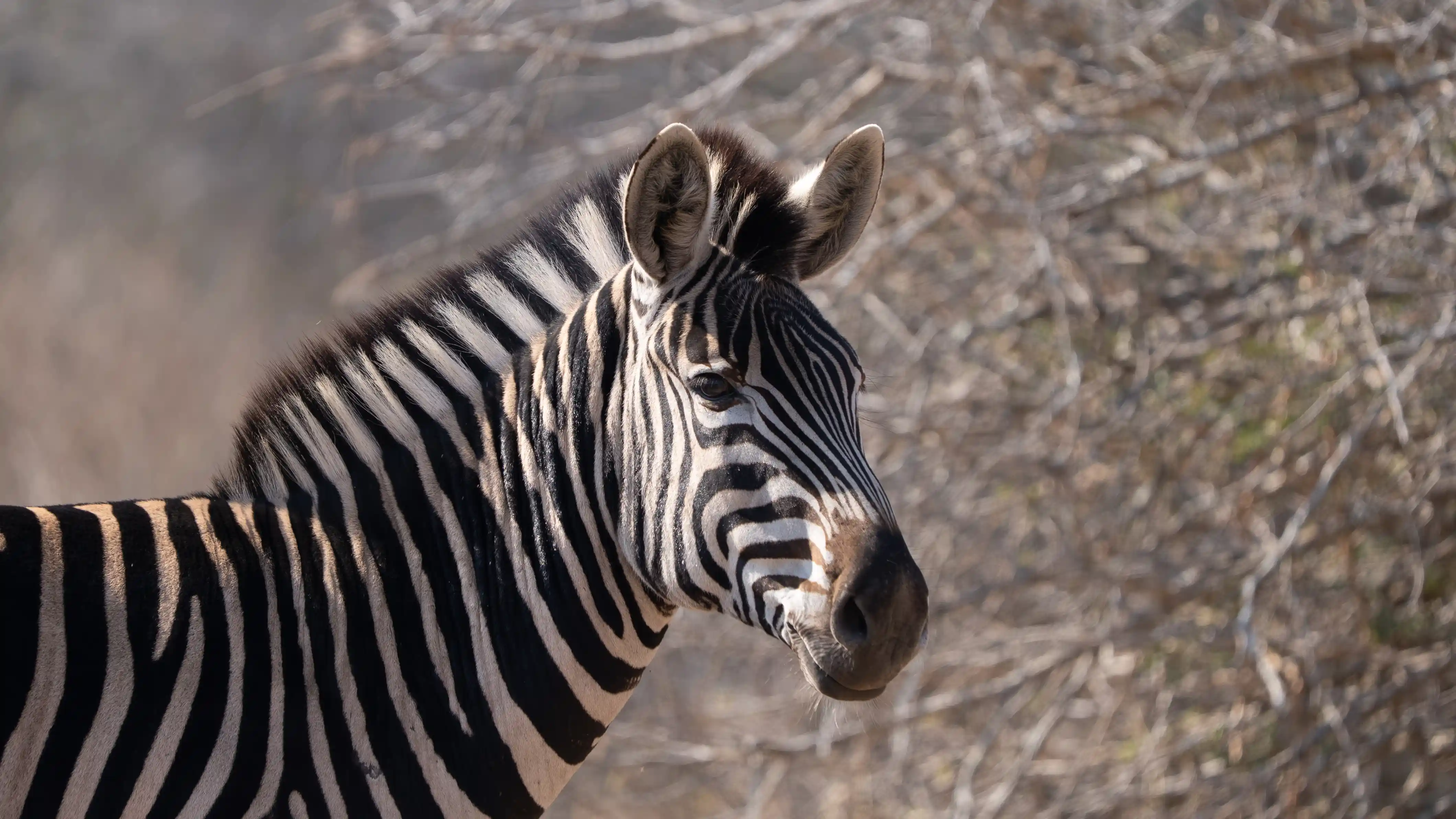 Tour Image - Cape & Karoo