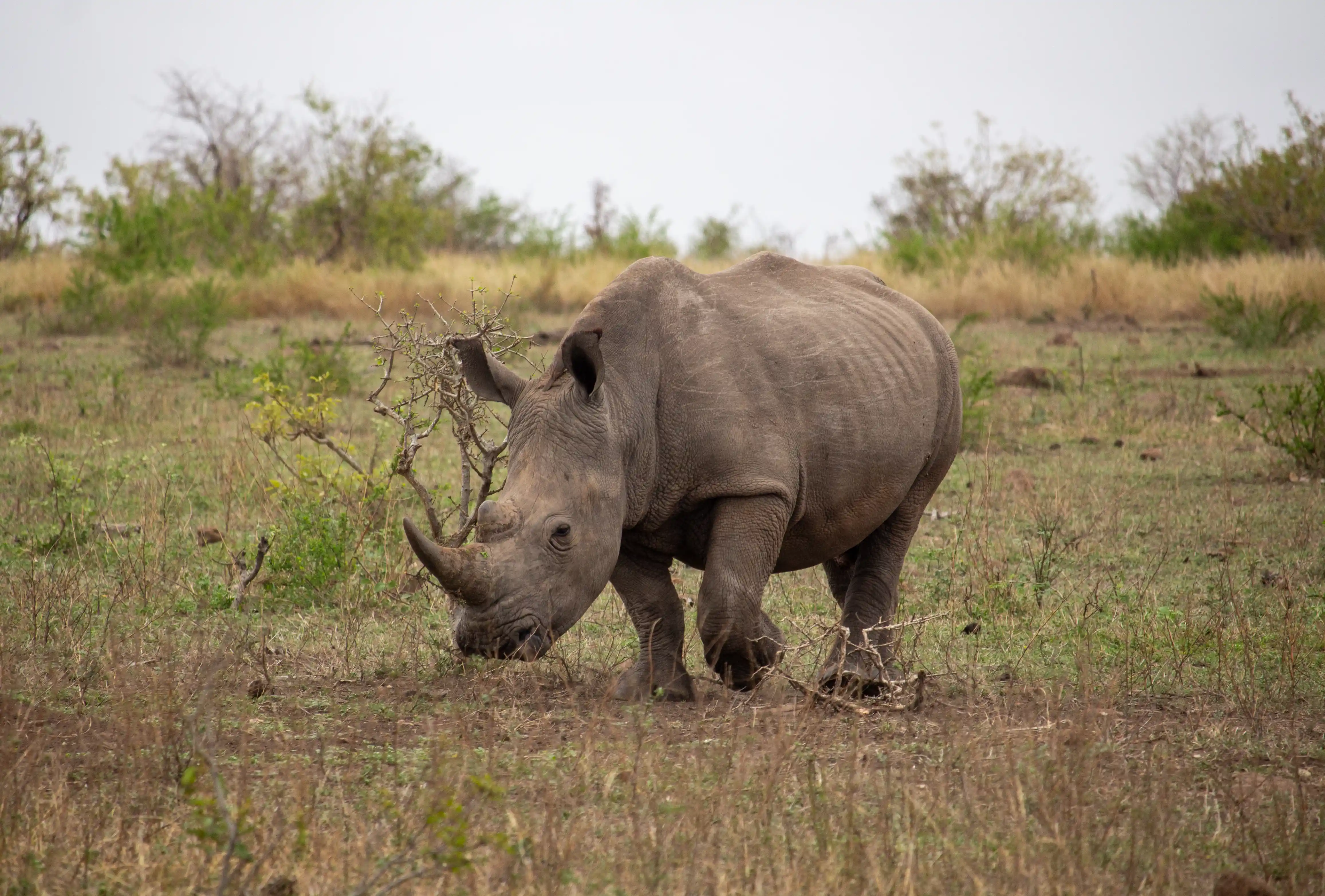 a Rhino crossing open field on Kruger Park safari