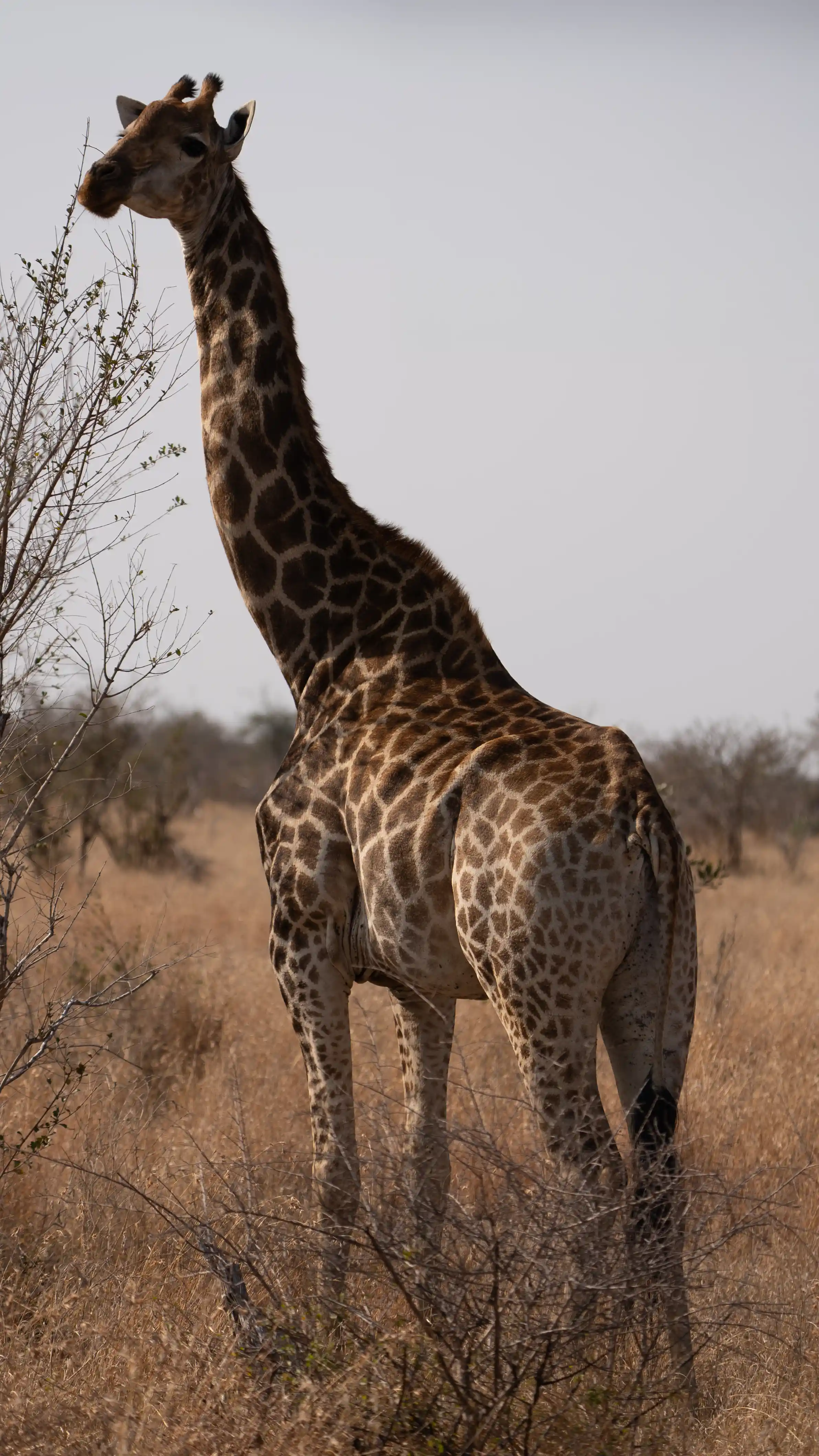A Southern Giraffe standing in tall grass on our Kruger National Park all-inclusive safari