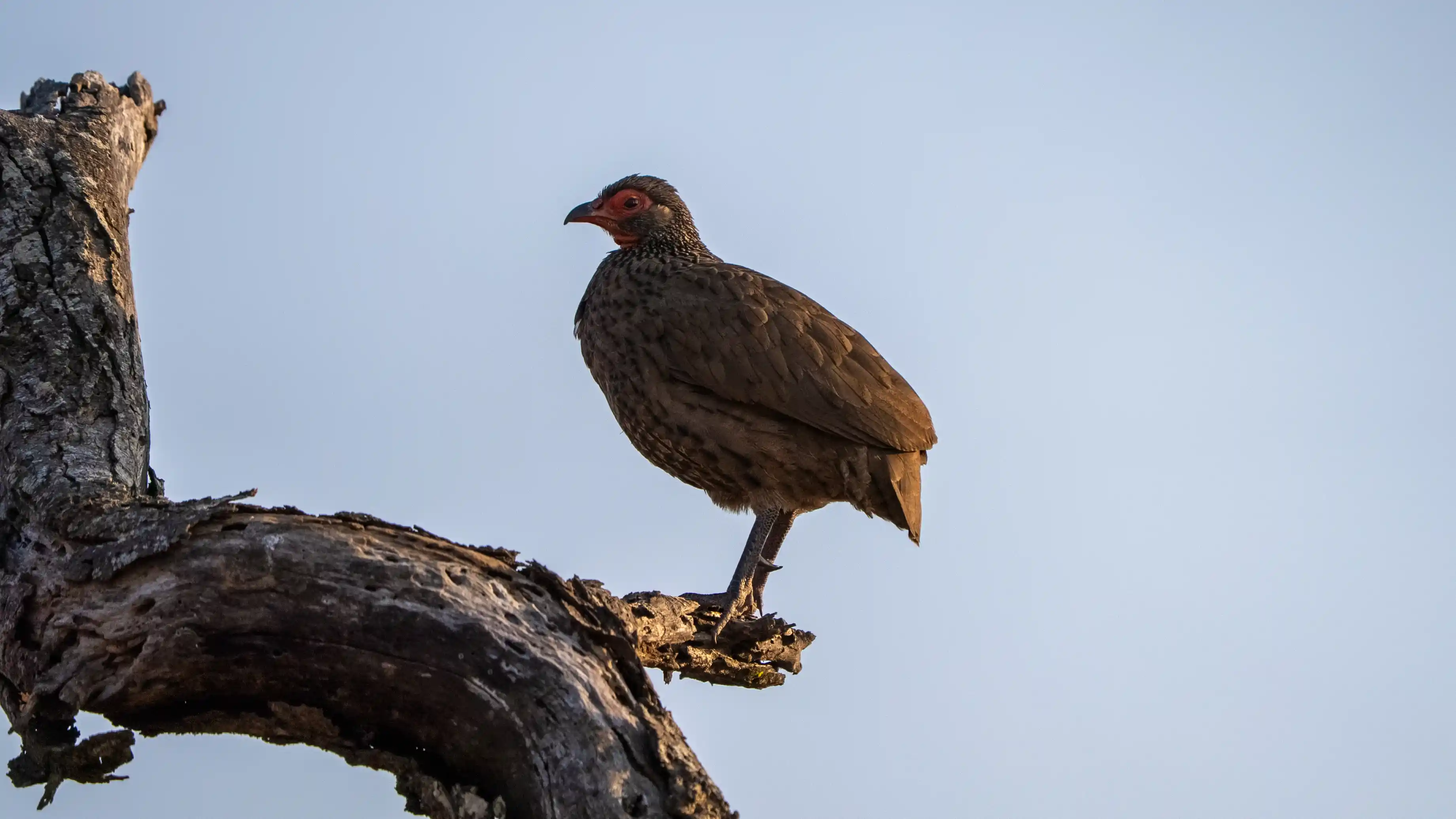 Private safari spotting a Swainsons Spurfowl in Kruger National Park