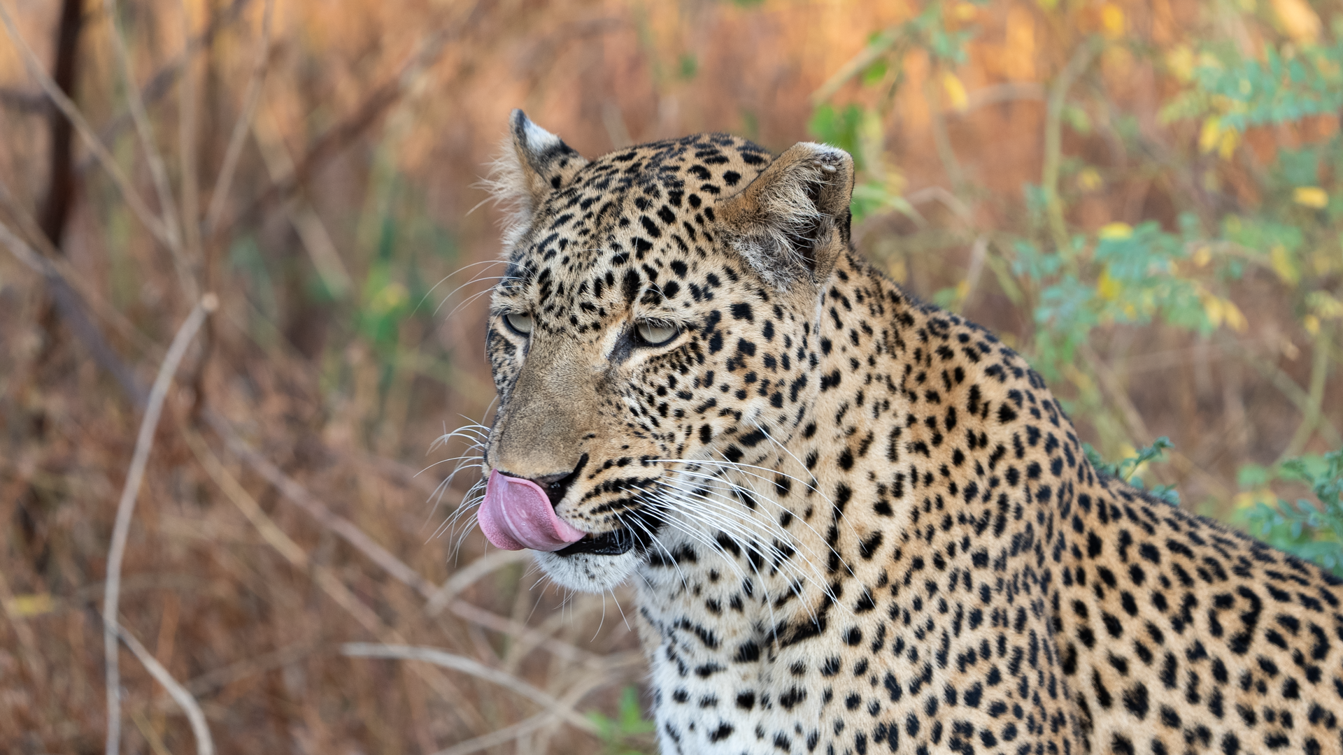 Leopard Photography in South Luangwa National Park