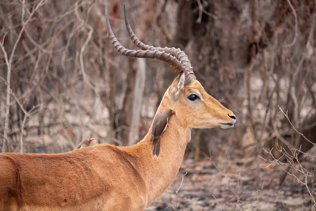 Impala with an oxpecker feeding on parasites