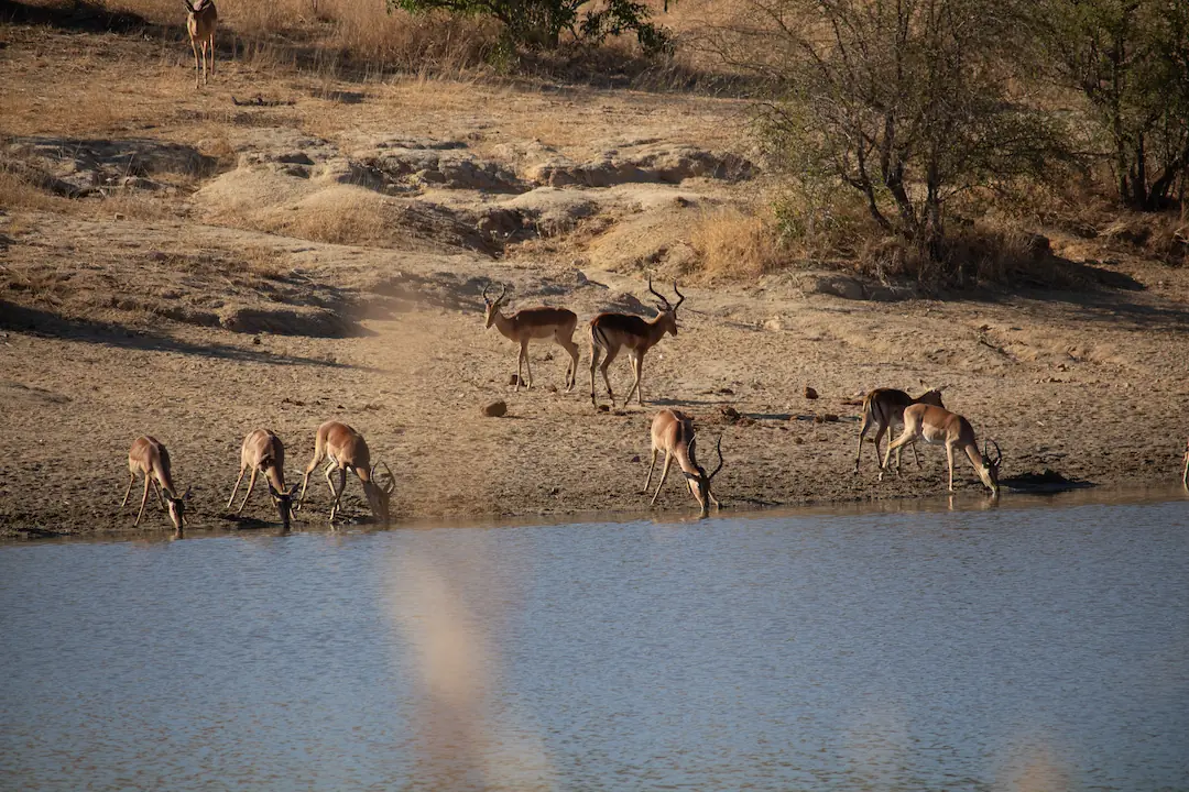 Impala drinking water at dam