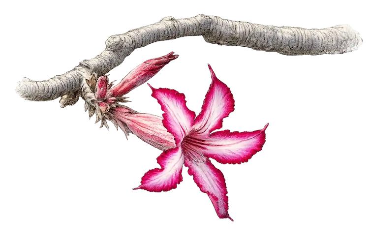 leopard orchid plant sketch