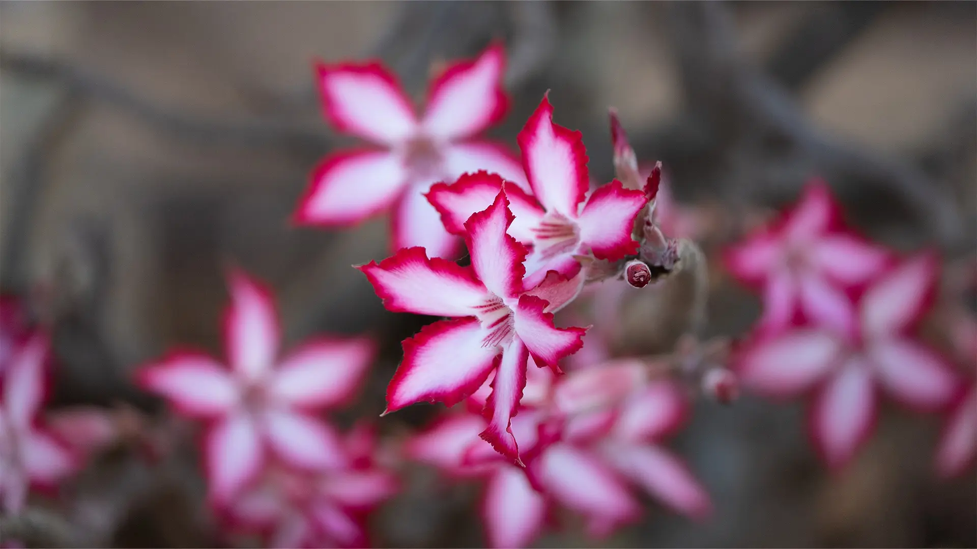 Flower seen on 6 day Kruger National Park private safari