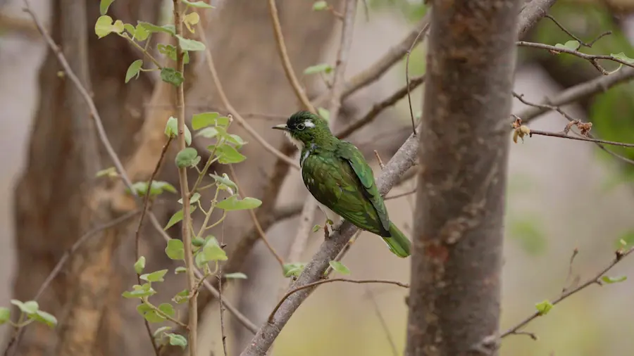 klaas's cuckoo best time to visit kruger national park