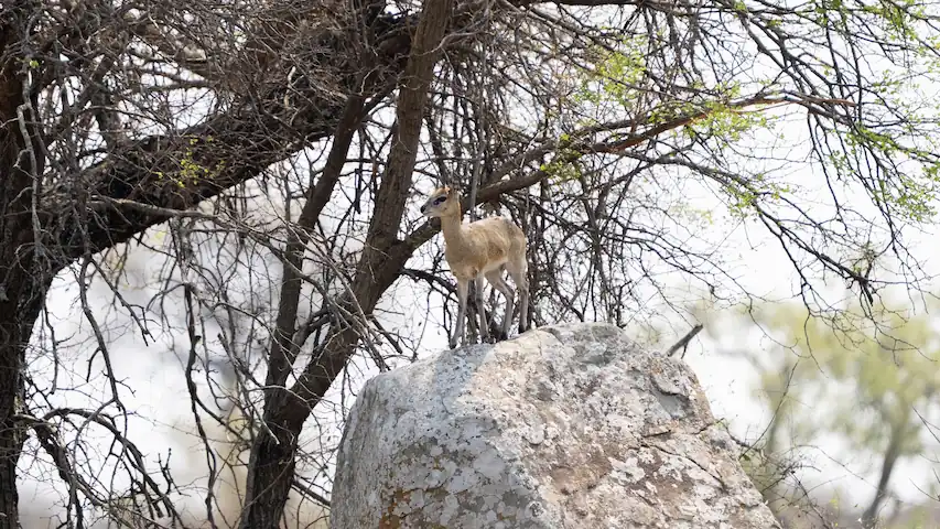 Klipsringer stading on granite boulder, Southern Kruger