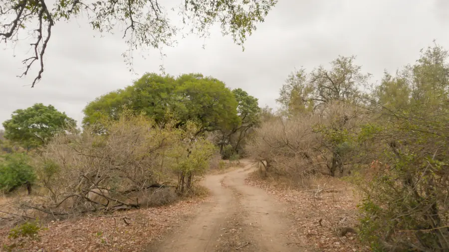 Gravel road showing the worst time to visit kruger national park